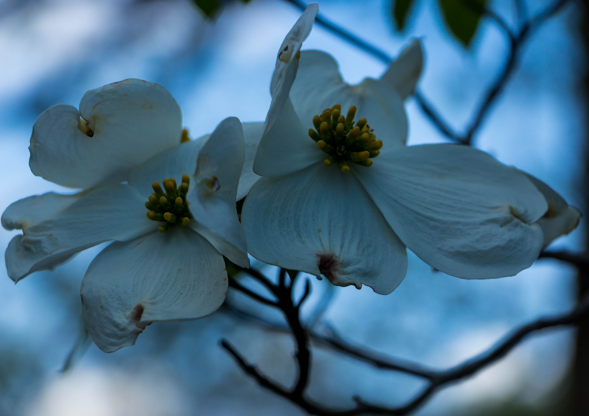 Canon EF-S 18-135mm F3.5-5.6 IS STM sample photo. Dogwood blossoms photography