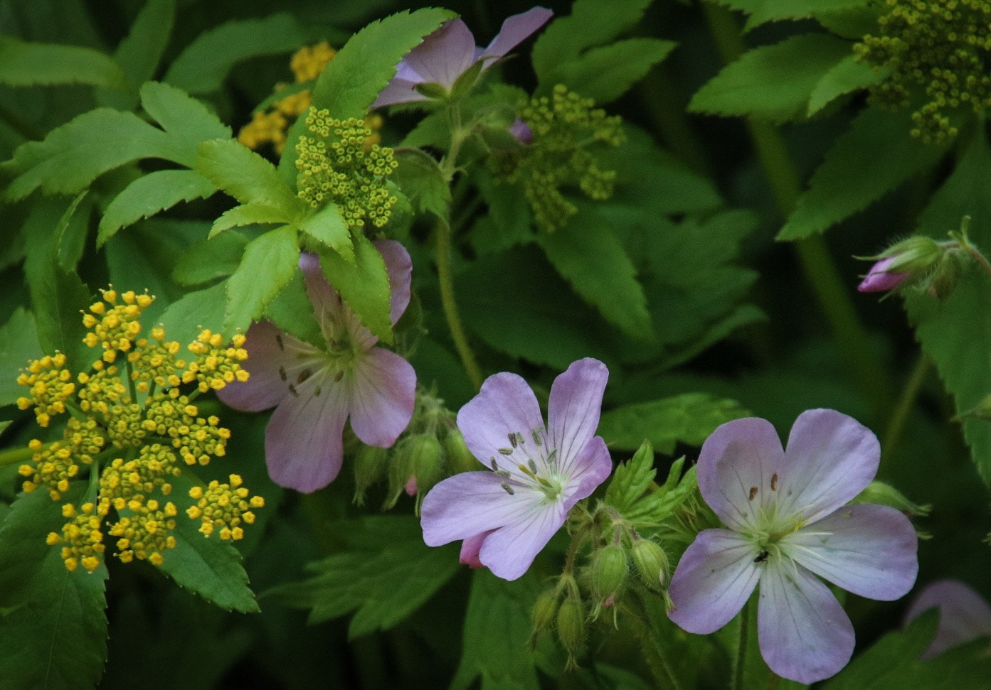 Canon EOS 760D (EOS Rebel T6s / EOS 8000D) sample photo