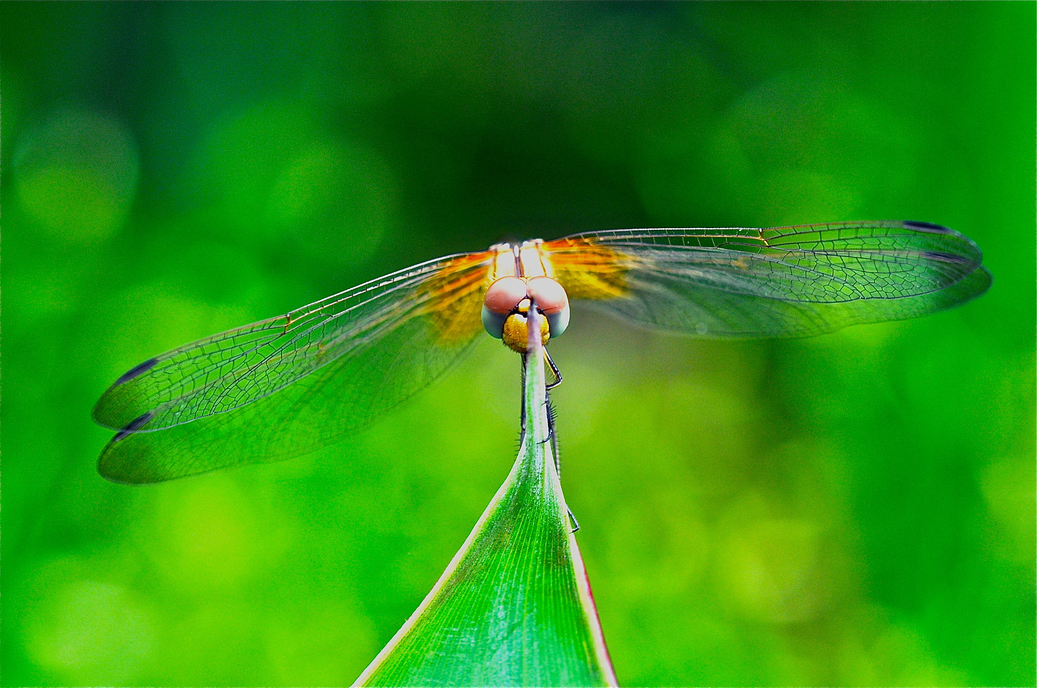 Nikon AF-S DX Micro-Nikkor 85mm F3.5G ED VR sample photo. One of my 1st macro shot. photography
