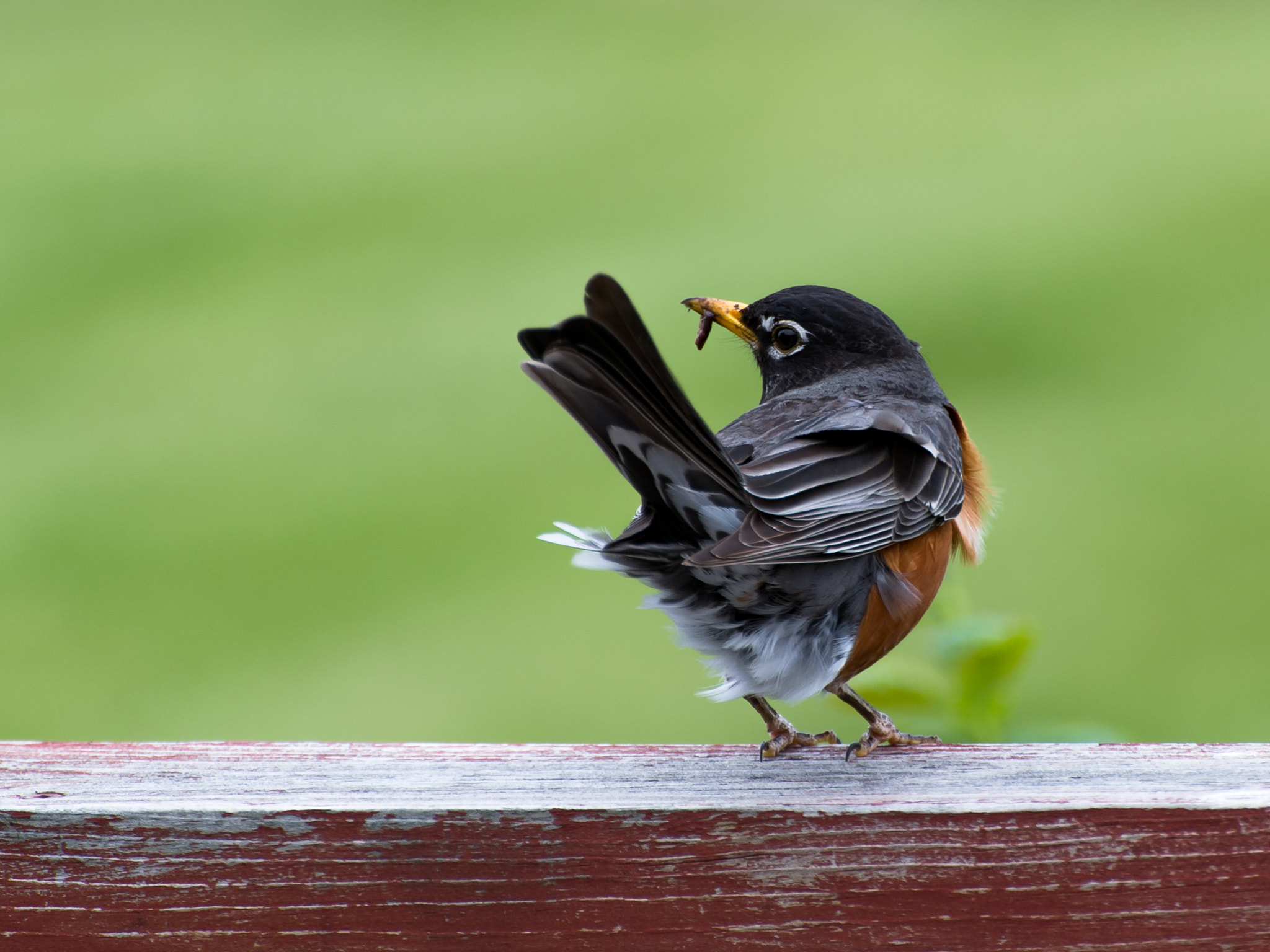 Nikon Df sample photo. Robin photography