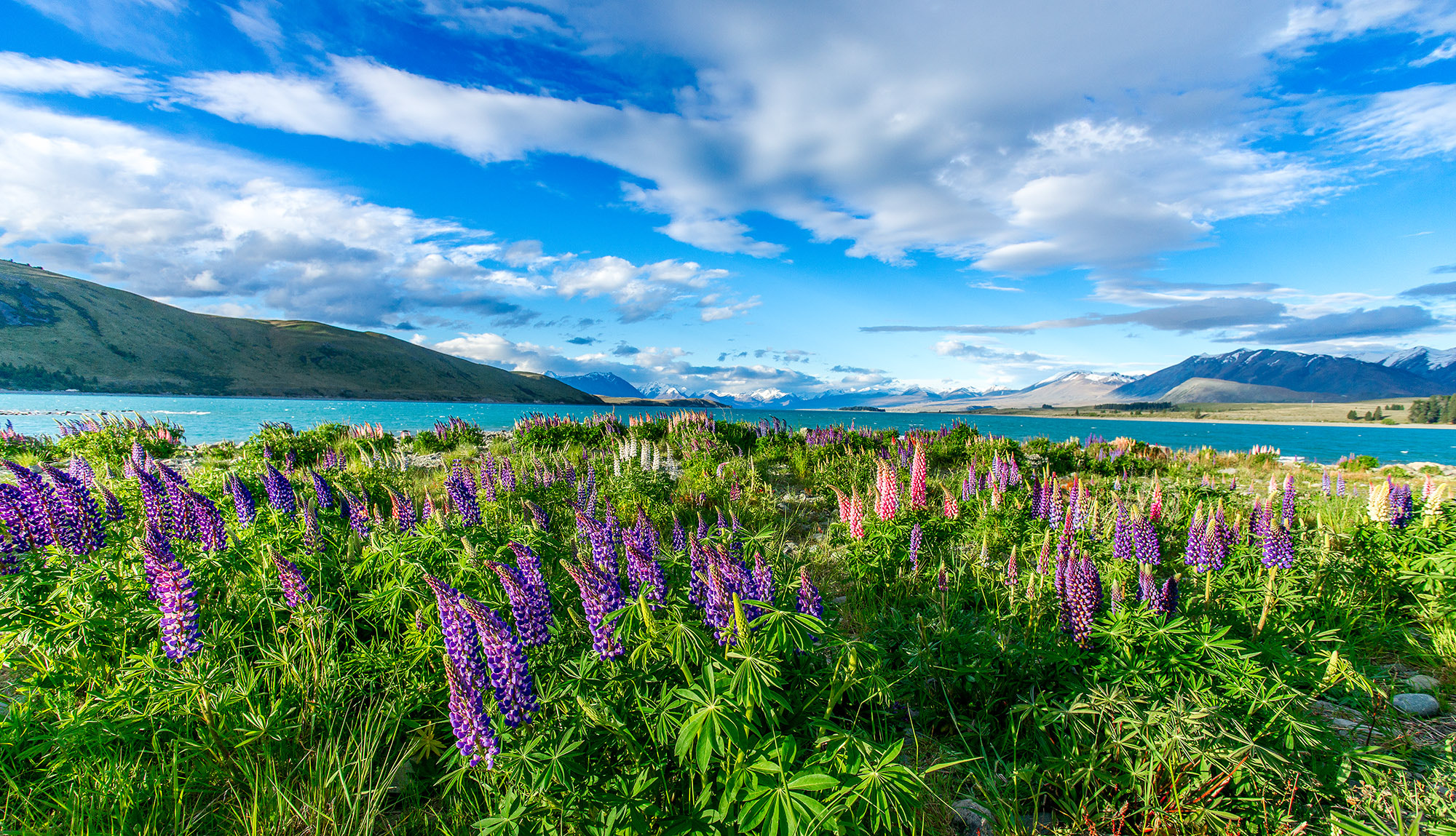 Sony Alpha DSLR-A850 + Sony Vario-Sonnar T* 16-35mm F2.8 ZA SSM sample photo. Lupins at lake tekapo, south is, new zealand photography