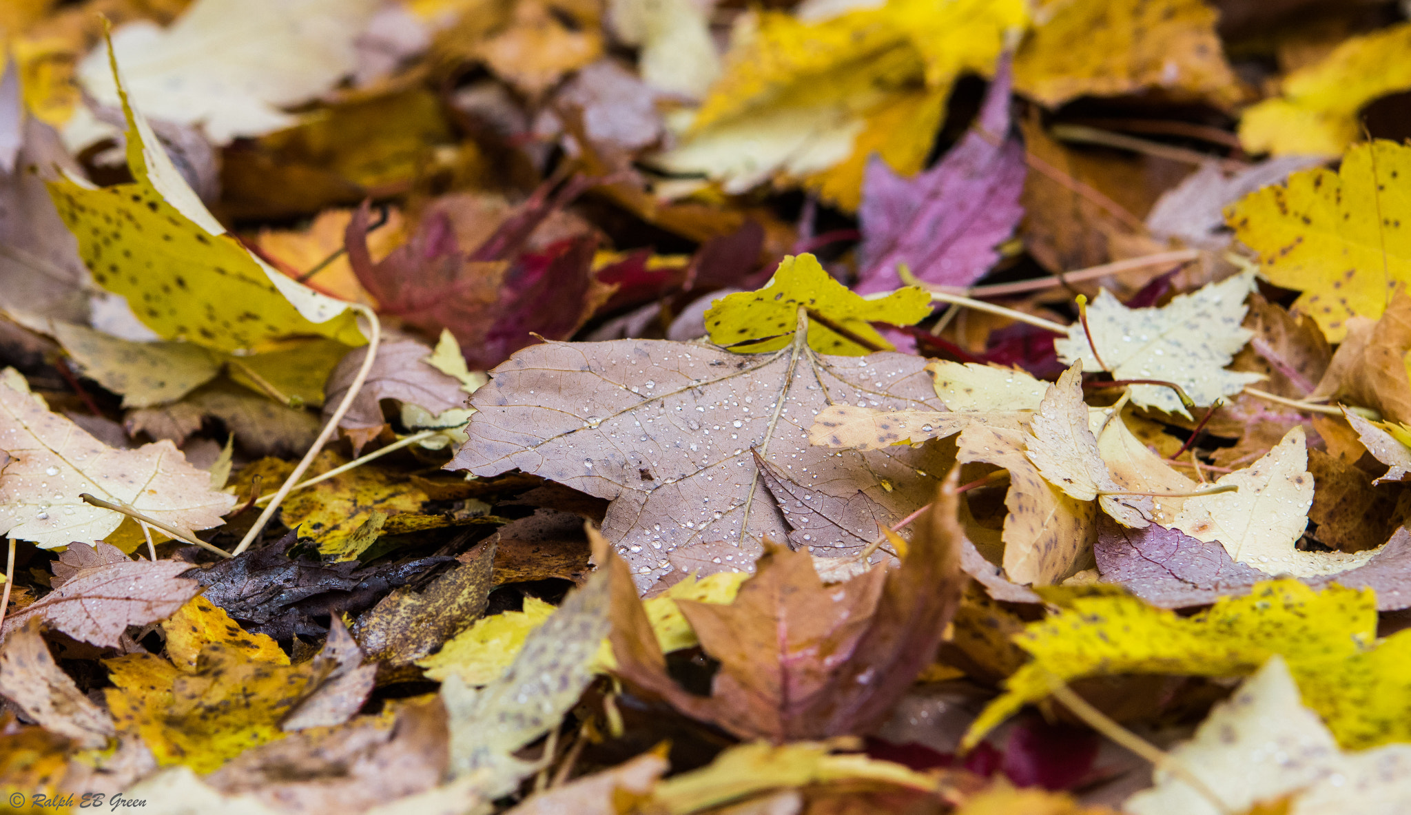 Pentax K-3 sample photo. Autumn leaves photography