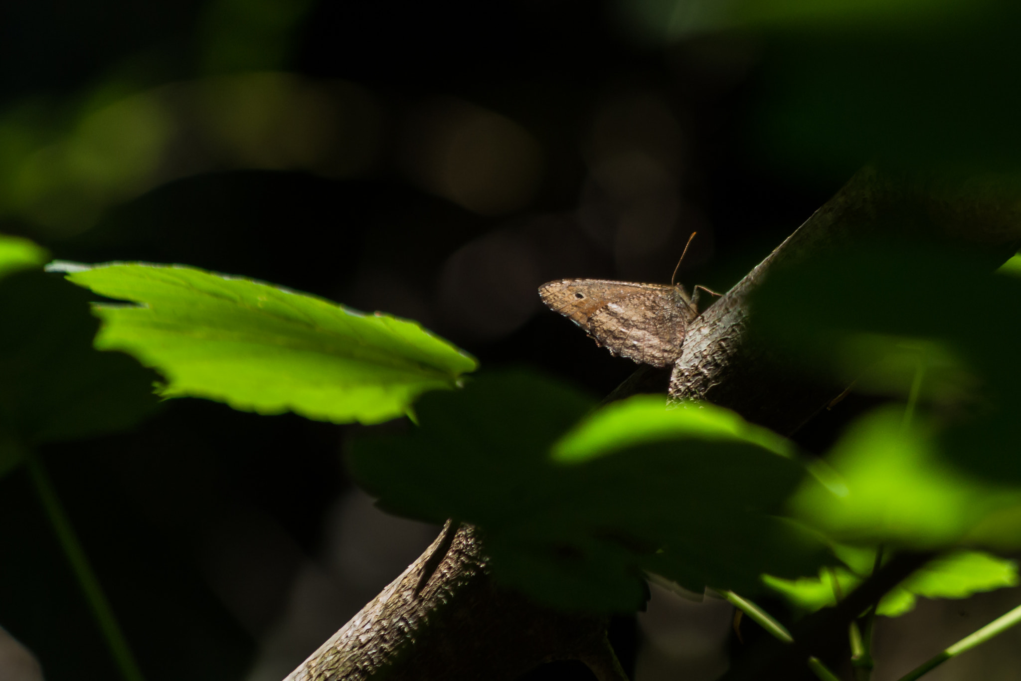 smc PENTAX-DA L 55-300mm F4-5.8 ED sample photo. Butterfly photography