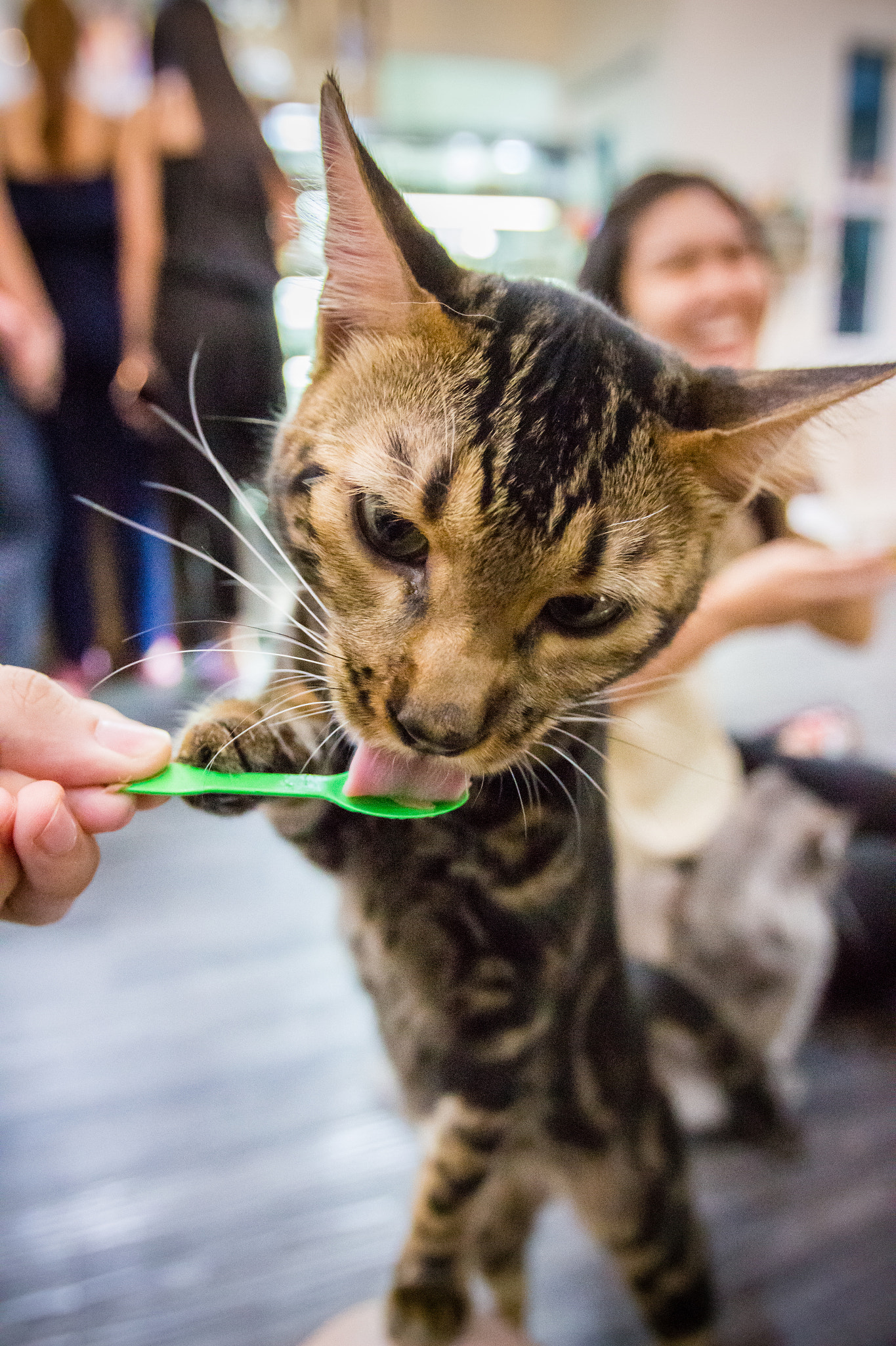 Canon EF 16-35mm F2.8L USM sample photo. Cat in cat cafe photography