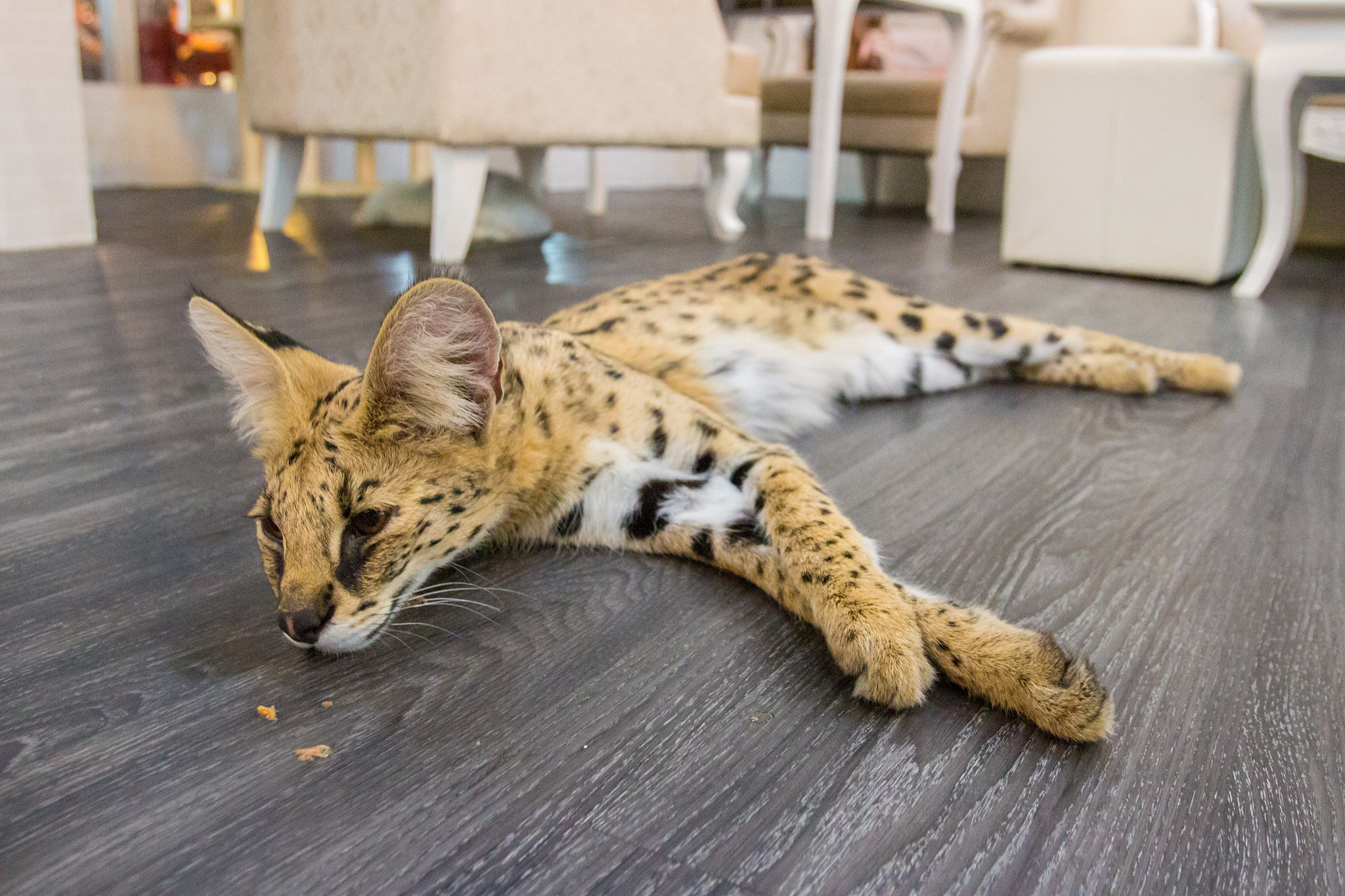 Canon EOS 700D (EOS Rebel T5i / EOS Kiss X7i) + Canon EF 16-35mm F2.8L USM sample photo. Cat in cat cafe photography