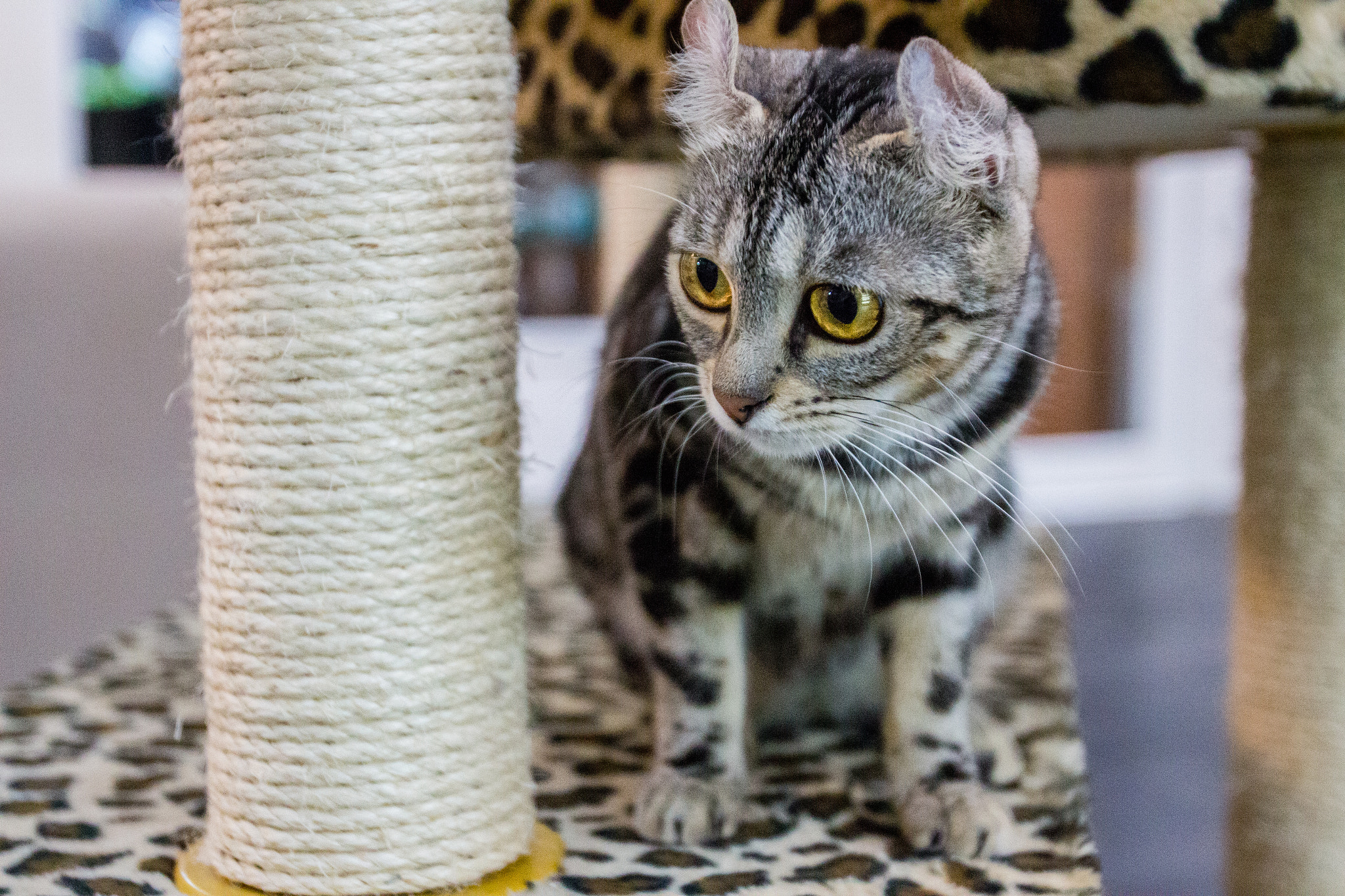 Canon EOS 700D (EOS Rebel T5i / EOS Kiss X7i) + Canon EF 16-35mm F2.8L USM sample photo. Cat in cat cafe photography