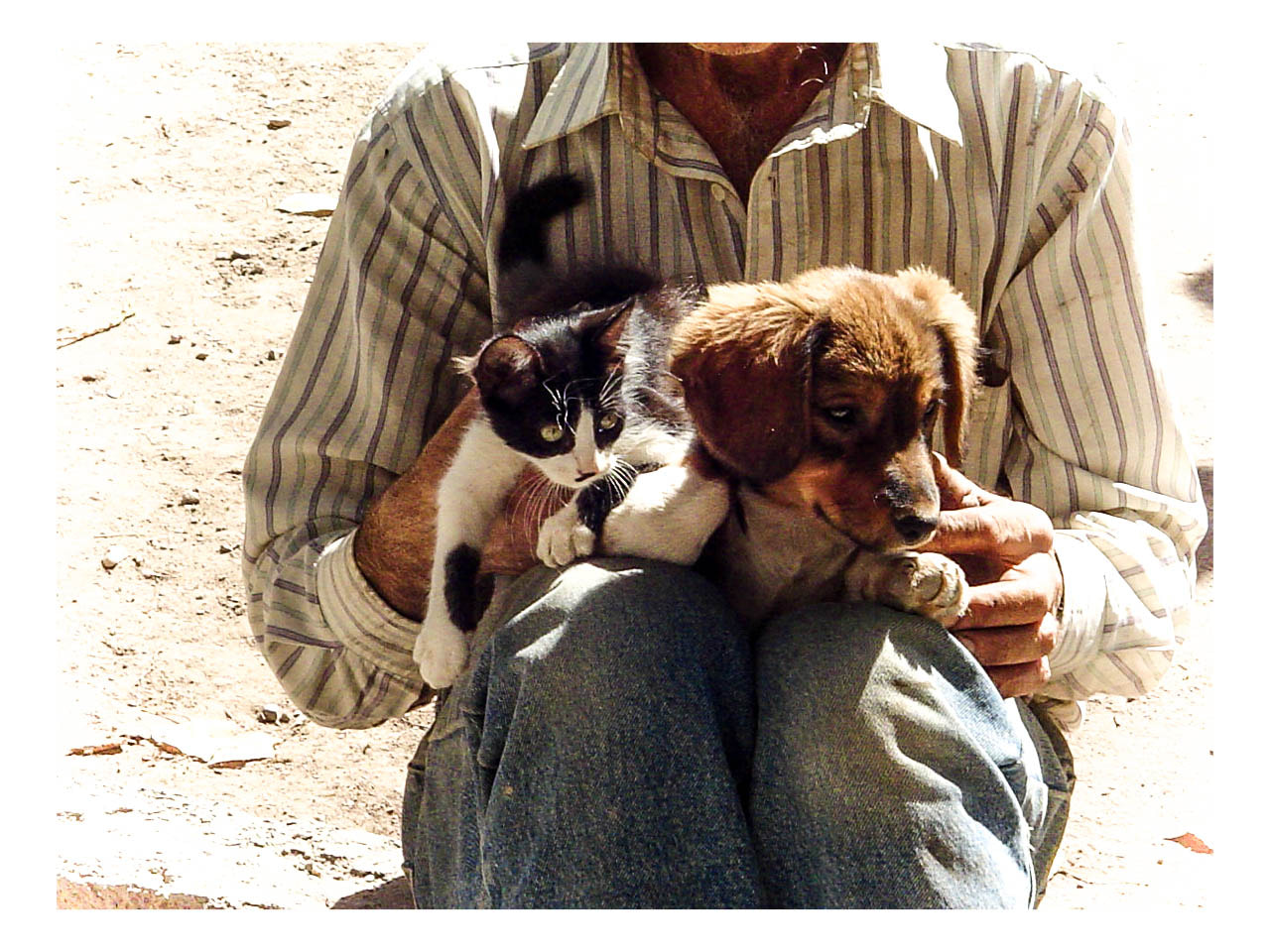 Sony DSC-P52 sample photo. Cat dog photography