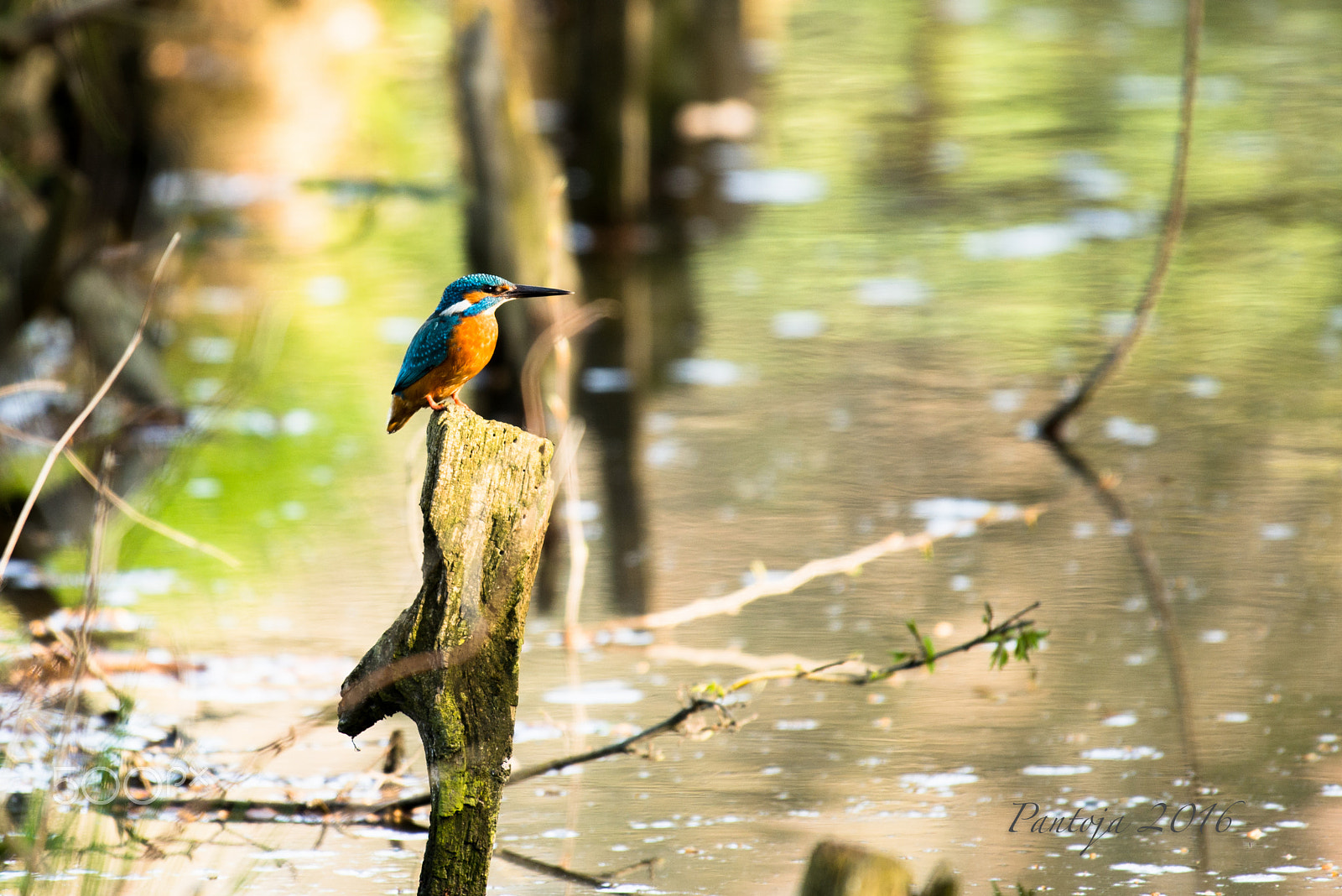 Nikon AF-S Nikkor 200-500mm F5.6E ED VR sample photo. Kingfisher photography