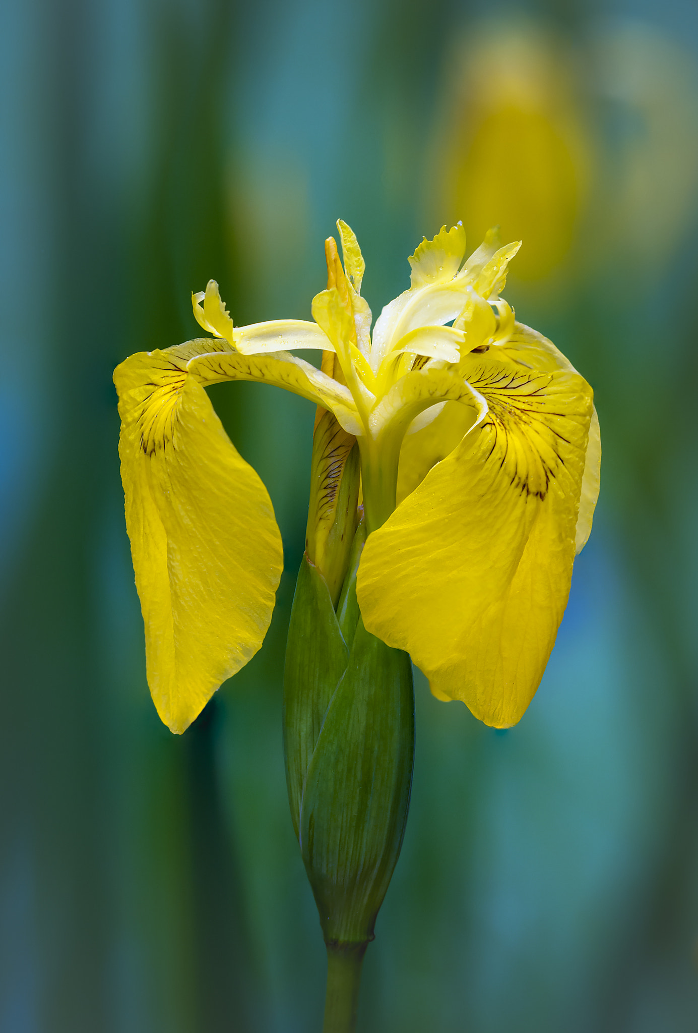 Sigma 150mm F2.8 EX DG Macro HSM sample photo. Yellow flag photography