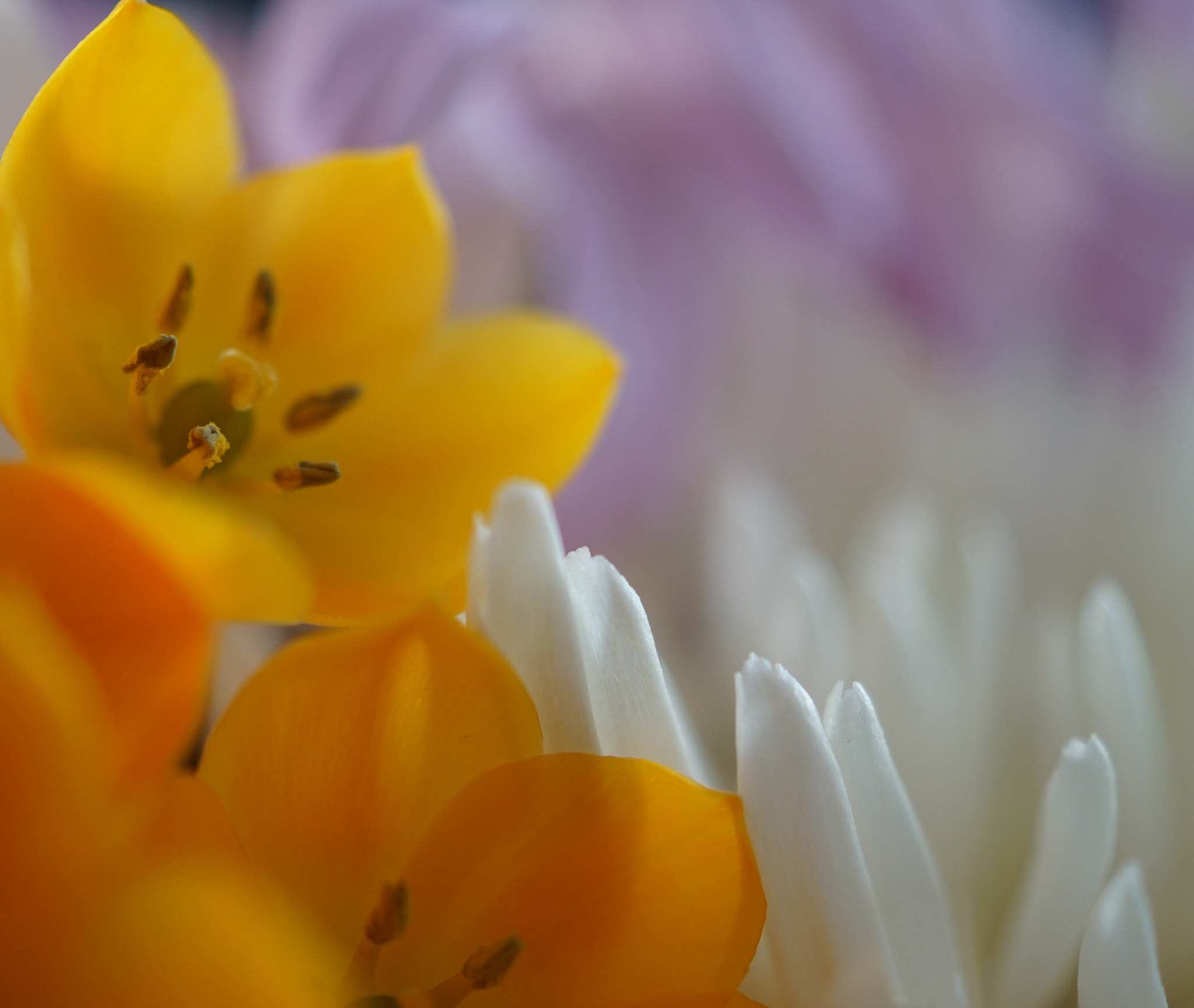 Sony DT 30mm F2.8 Macro SAM sample photo. Colors of a joyful and serene soul photography