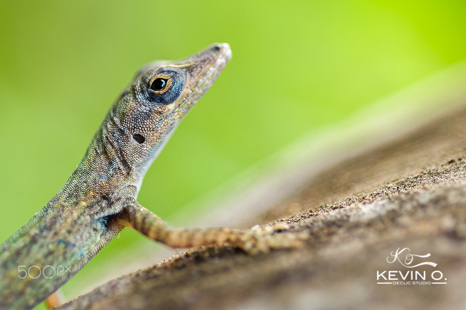 Nikon D3 + Nikon AF Micro-Nikkor 60mm F2.8D sample photo. Lizard to lezard photography