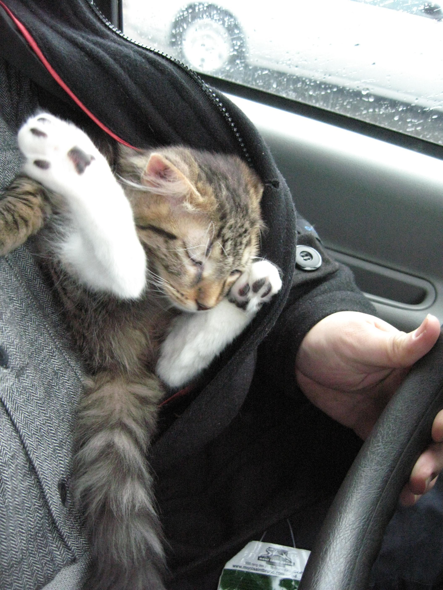 Canon POWERSHOT SD900 sample photo. Sleepy cat on a long ride photography