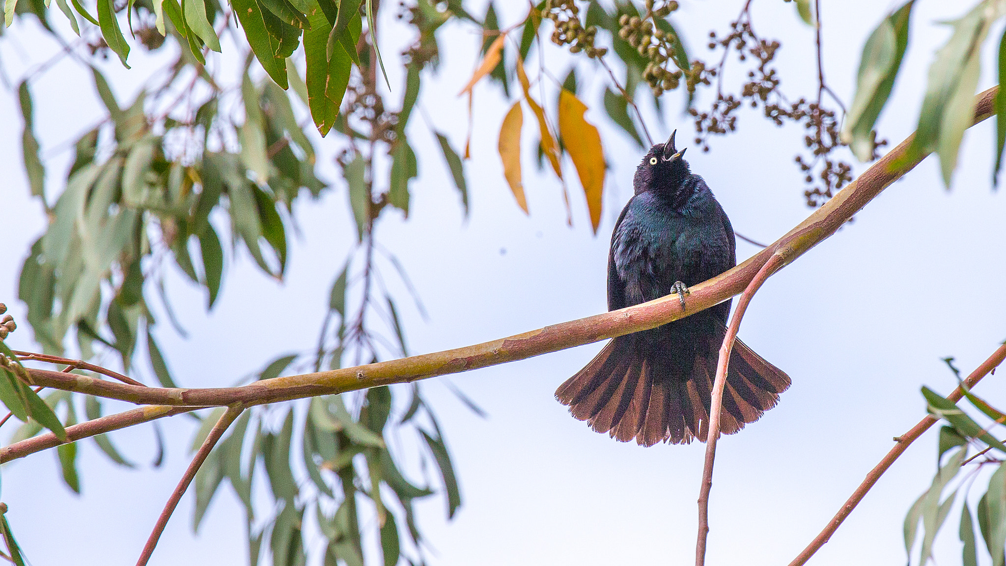 Canon EF 100-400mm F4.5-5.6L IS II USM sample photo. Brewer's blackbird photography