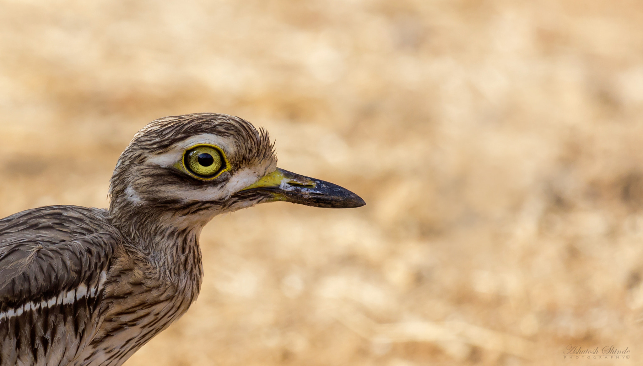 Canon EF 100-400mm F4.5-5.6L IS USM sample photo. Thick knee photography