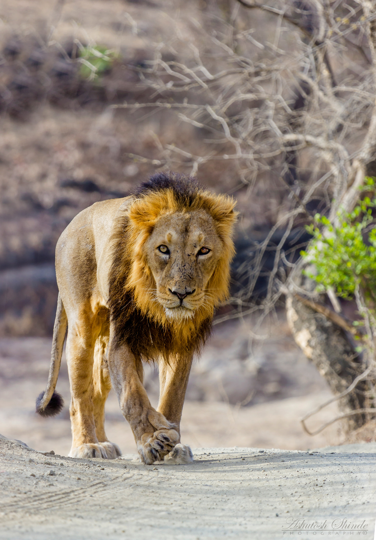 Canon EF 100-400mm F4.5-5.6L IS USM sample photo. Asiatic lion photography