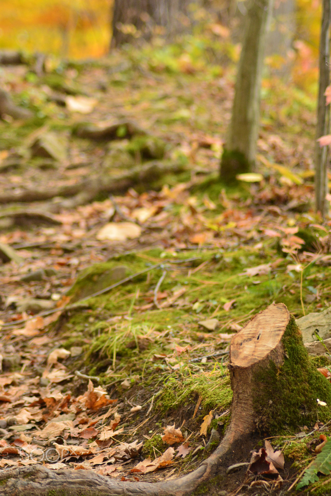 Nikon AF Nikkor 70-300mm F4-5.6G sample photo. Dsc_0204.jpg photography