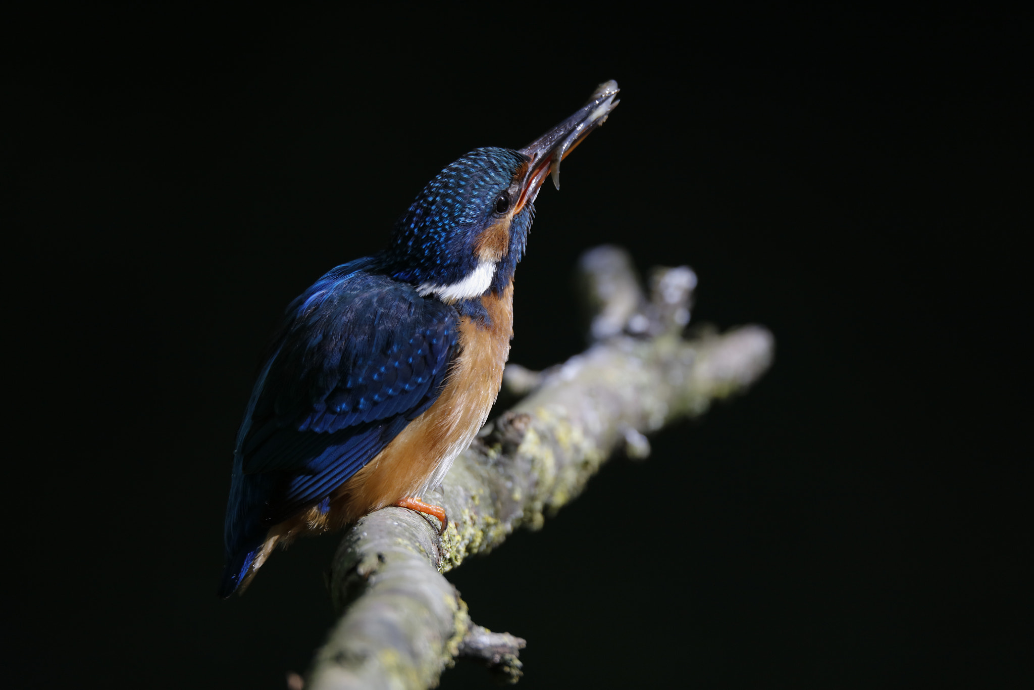 Canon EOS 5DS R + Sigma 150-600mm F5-6.3 DG OS HSM | C sample photo. Kingfisher in the dark photography
