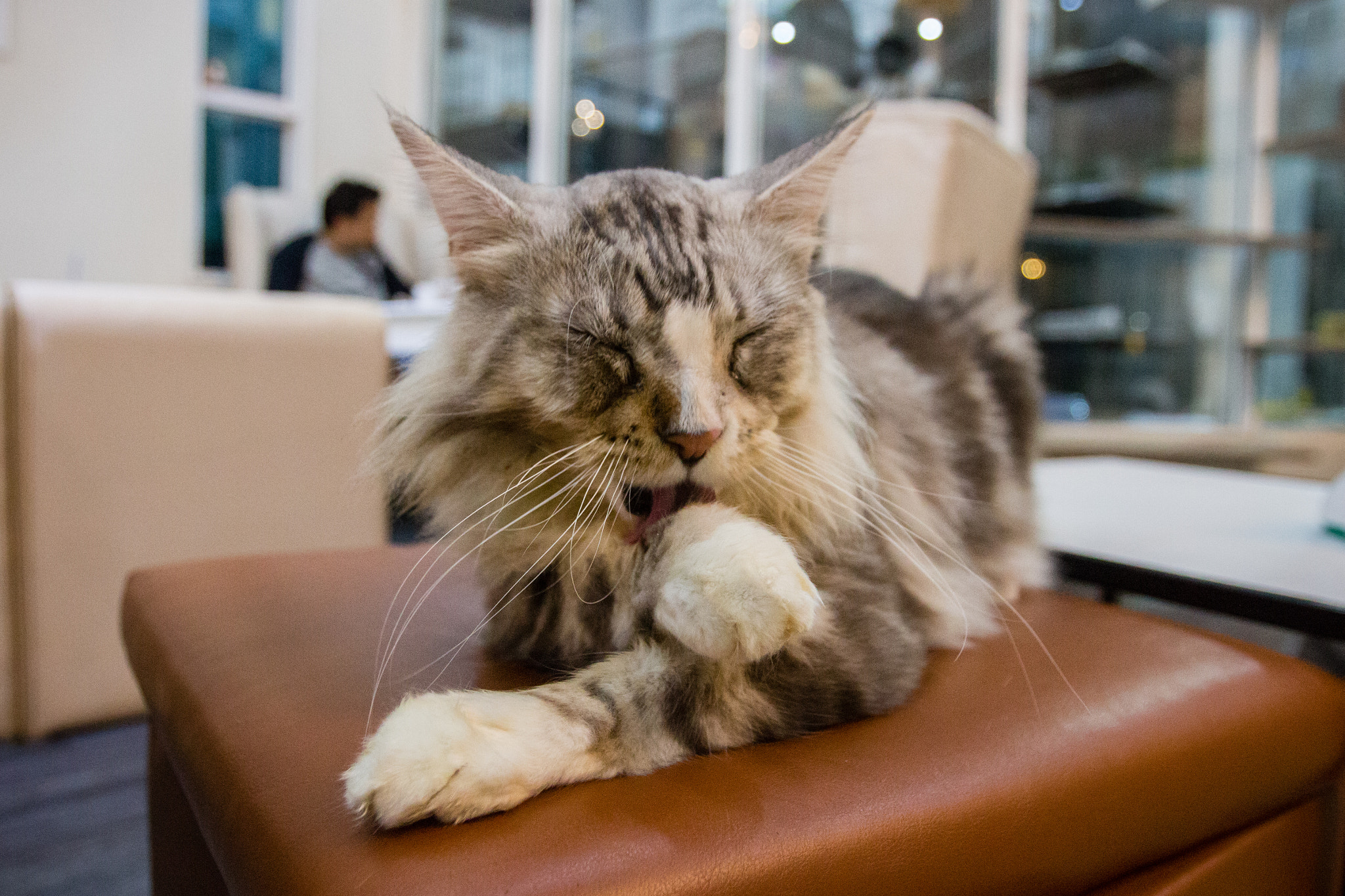 Canon EOS 700D (EOS Rebel T5i / EOS Kiss X7i) + Canon EF 16-35mm F2.8L USM sample photo. Cat in cat cafe photography