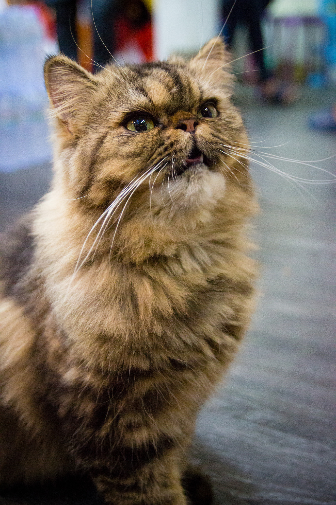 Canon EOS 700D (EOS Rebel T5i / EOS Kiss X7i) + Canon EF 16-35mm F2.8L USM sample photo. Cat in cat cafe photography