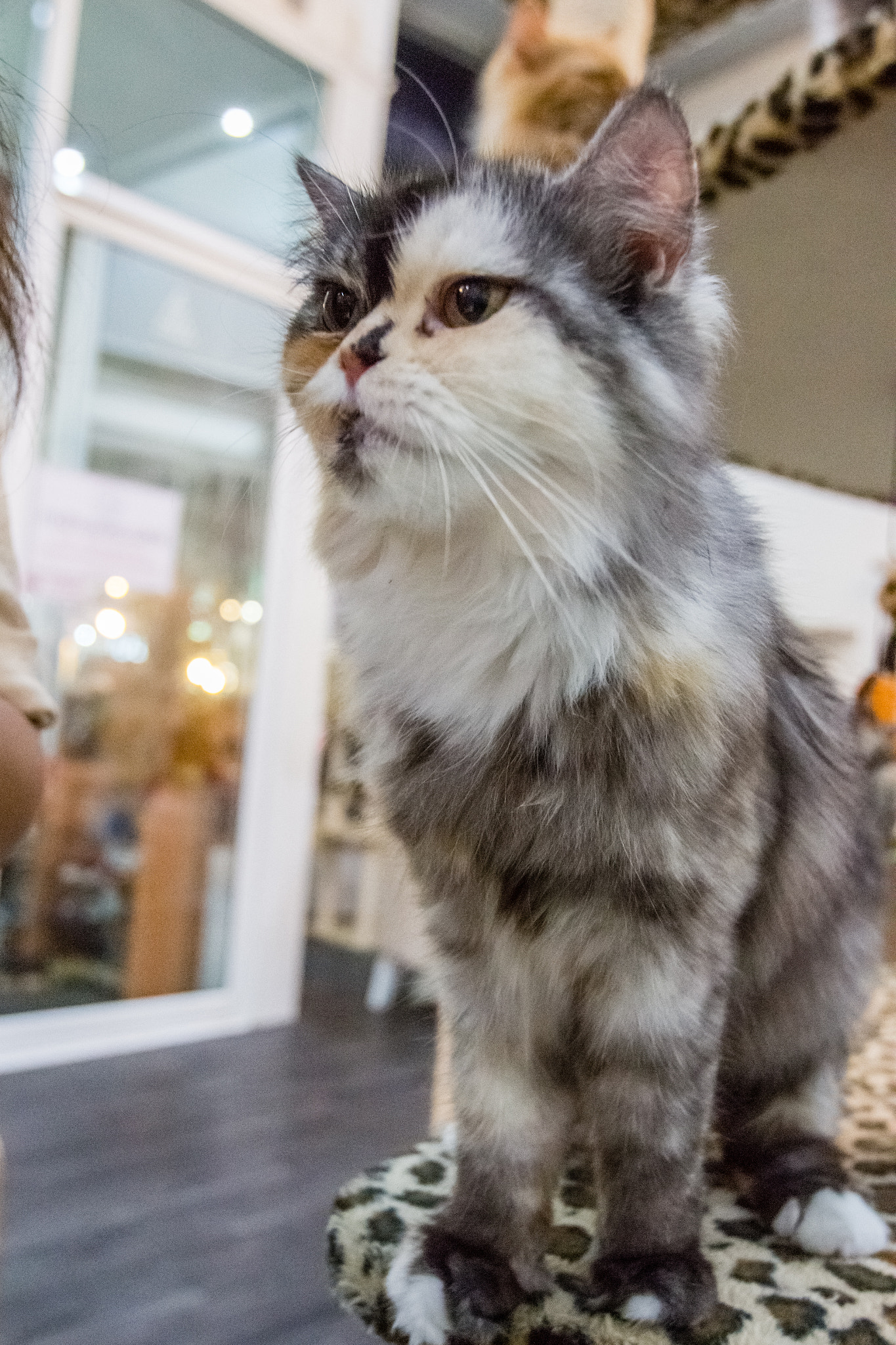 Canon EOS 700D (EOS Rebel T5i / EOS Kiss X7i) + Canon EF 16-35mm F2.8L USM sample photo. Cat in cat cafe photography