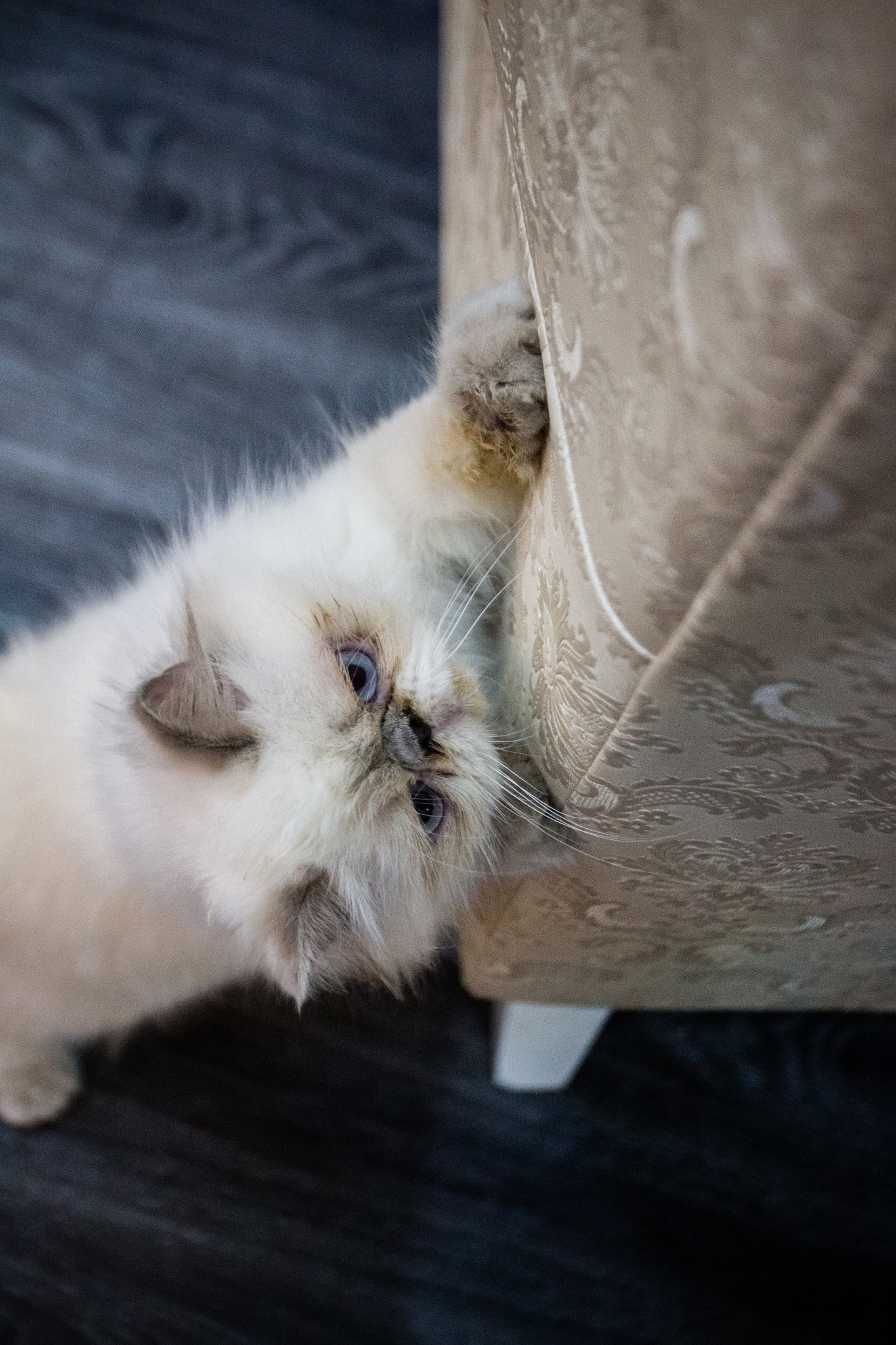 Canon EF 16-35mm F2.8L USM sample photo. Cat in cat cafe photography