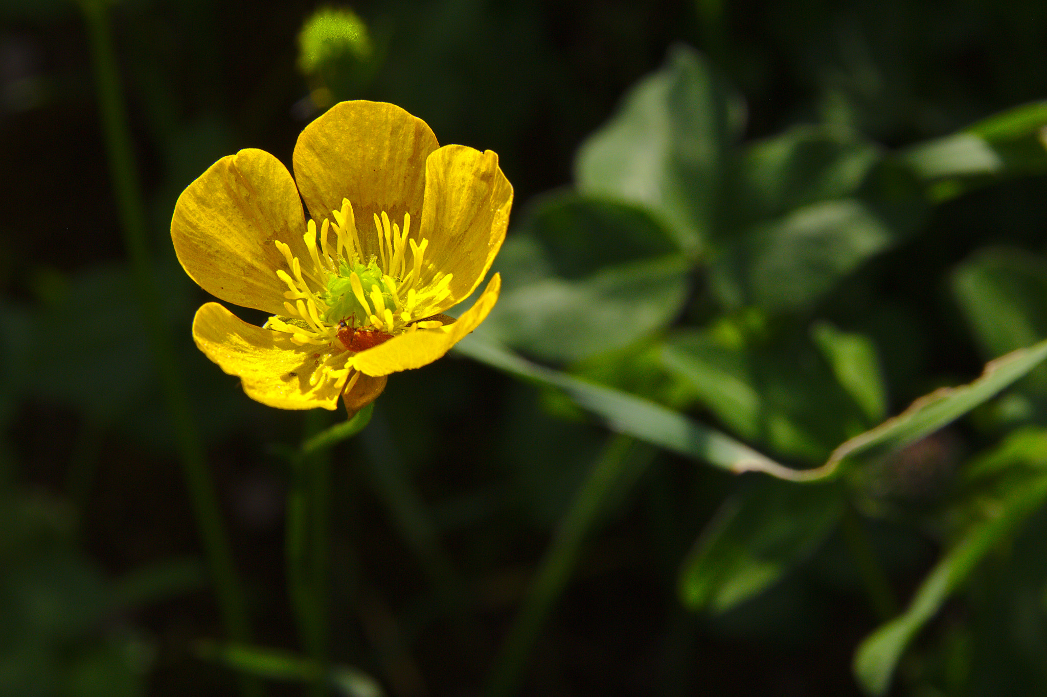 Sigma 17-70mm F2.8-4 DC Macro OS HSM sample photo. Buttercup photography