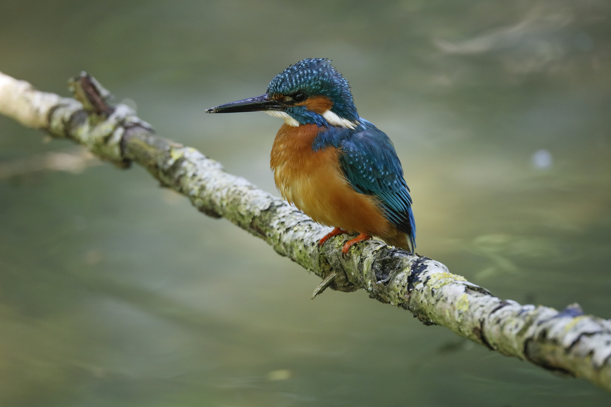 Sigma 150-600mm F5-6.3 DG OS HSM | C sample photo. Kingfisher photography