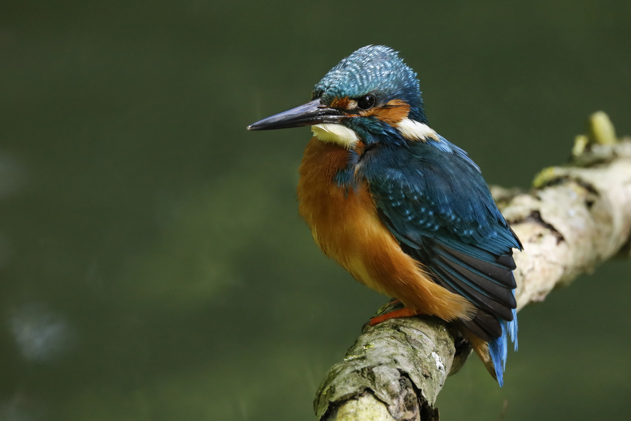 Sigma 150-600mm F5-6.3 DG OS HSM | C sample photo. Kingfisher photography