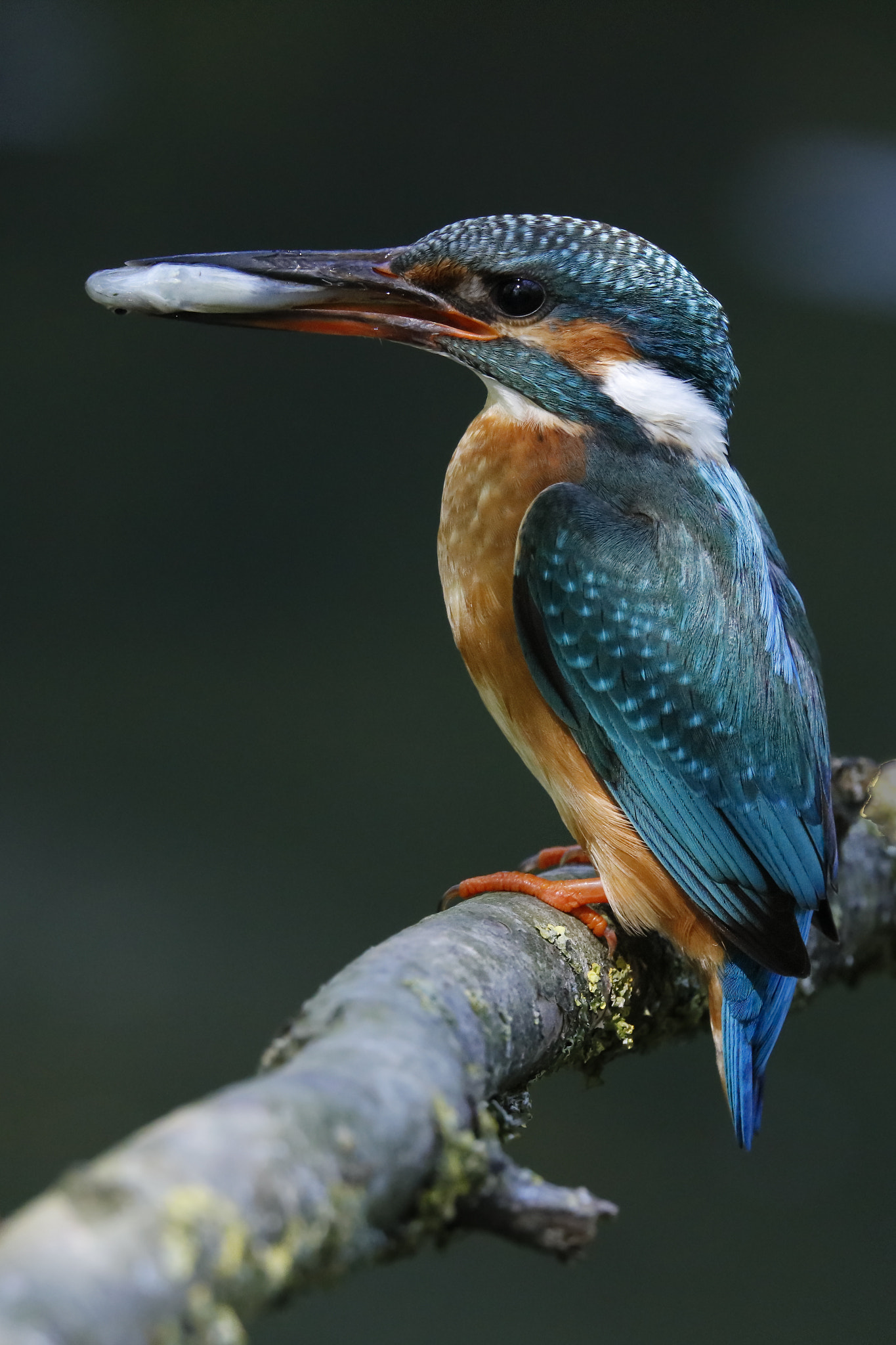 Sigma 150-600mm F5-6.3 DG OS HSM | C sample photo. Ijsvogel photography