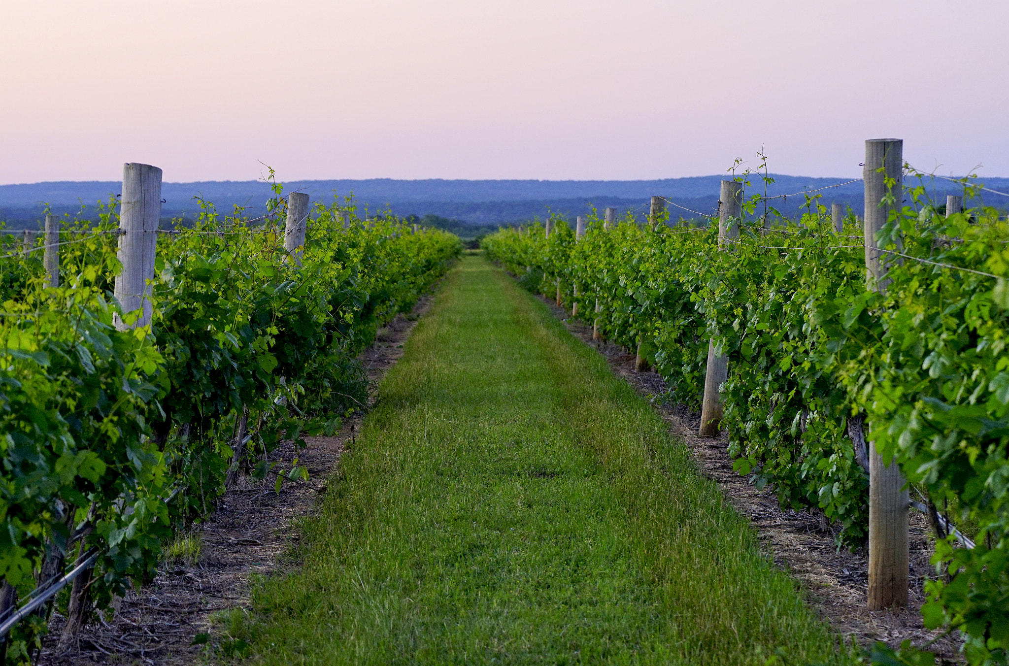 Sony a7R + Sony FE 90mm F2.8 Macro G OSS sample photo. Evening twilight at the vineyard photography