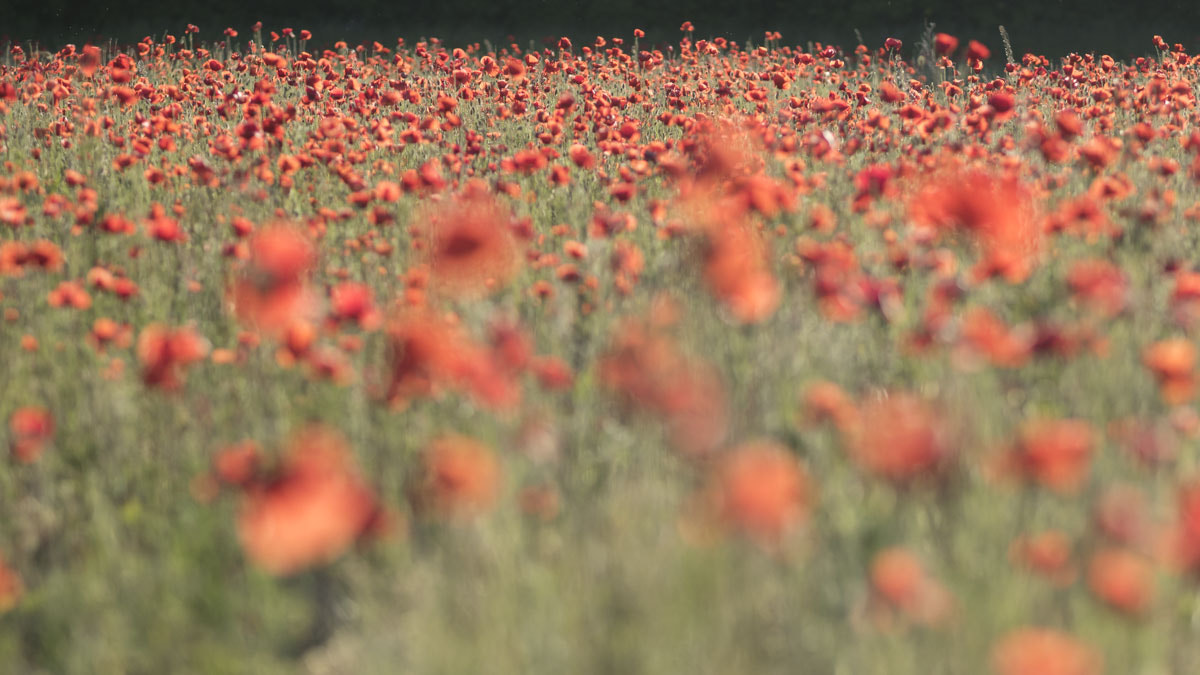 Olympus OM-D E-M5 II + Olympus M.Zuiko Digital ED 75mm F1.8 sample photo. Red photography