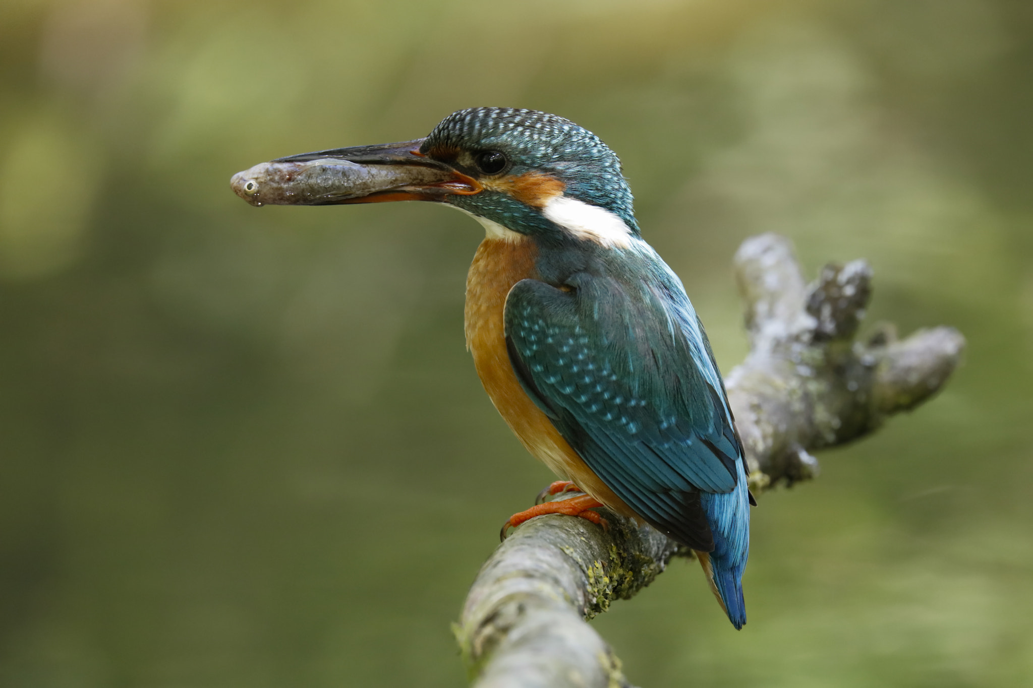 Canon EOS 5DS R + Sigma 150-600mm F5-6.3 DG OS HSM | C sample photo. Kingfisher photography