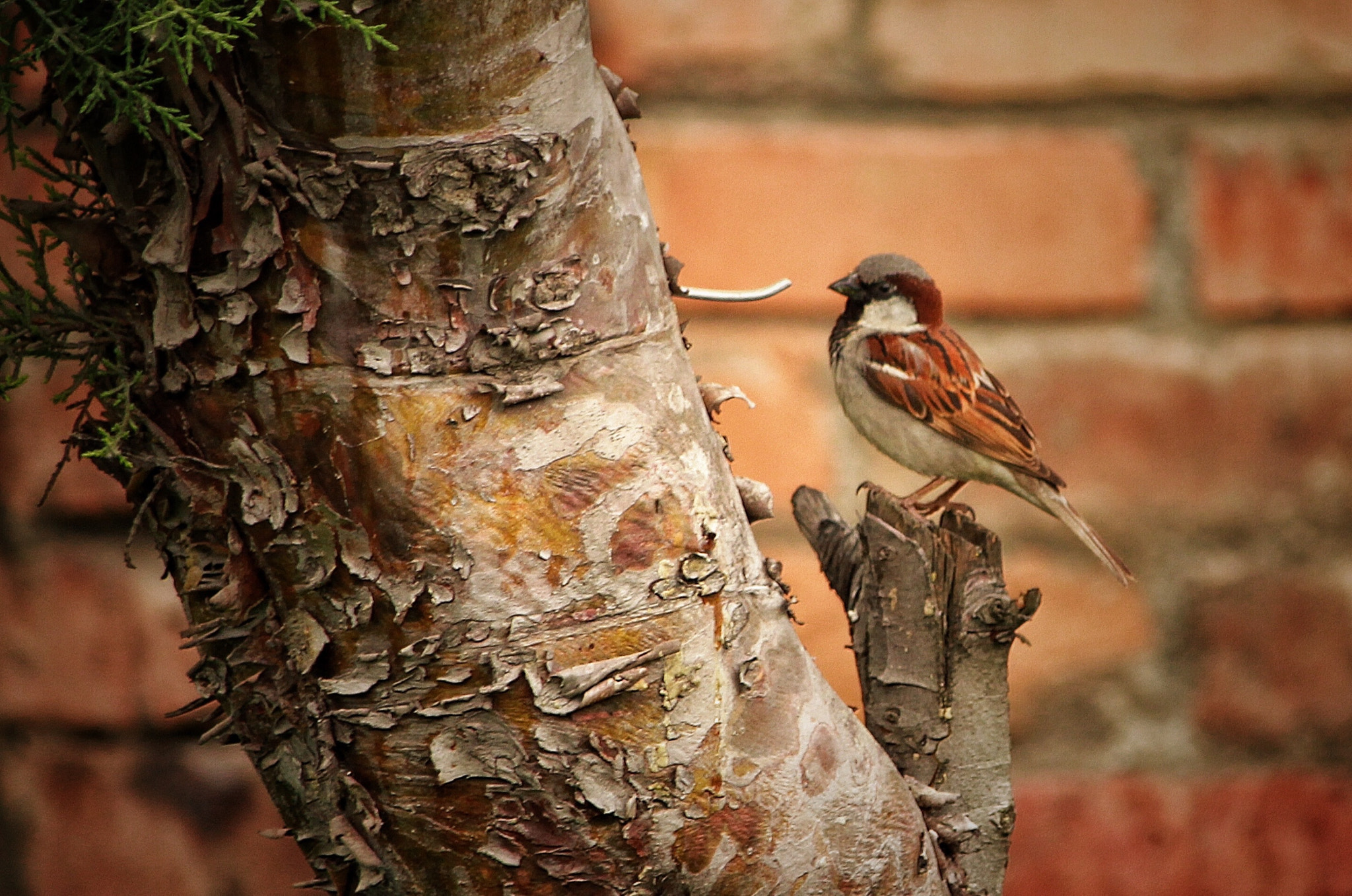 Canon EF-S 55-250mm F4-5.6 IS II sample photo. Little, brave sentinel  photography