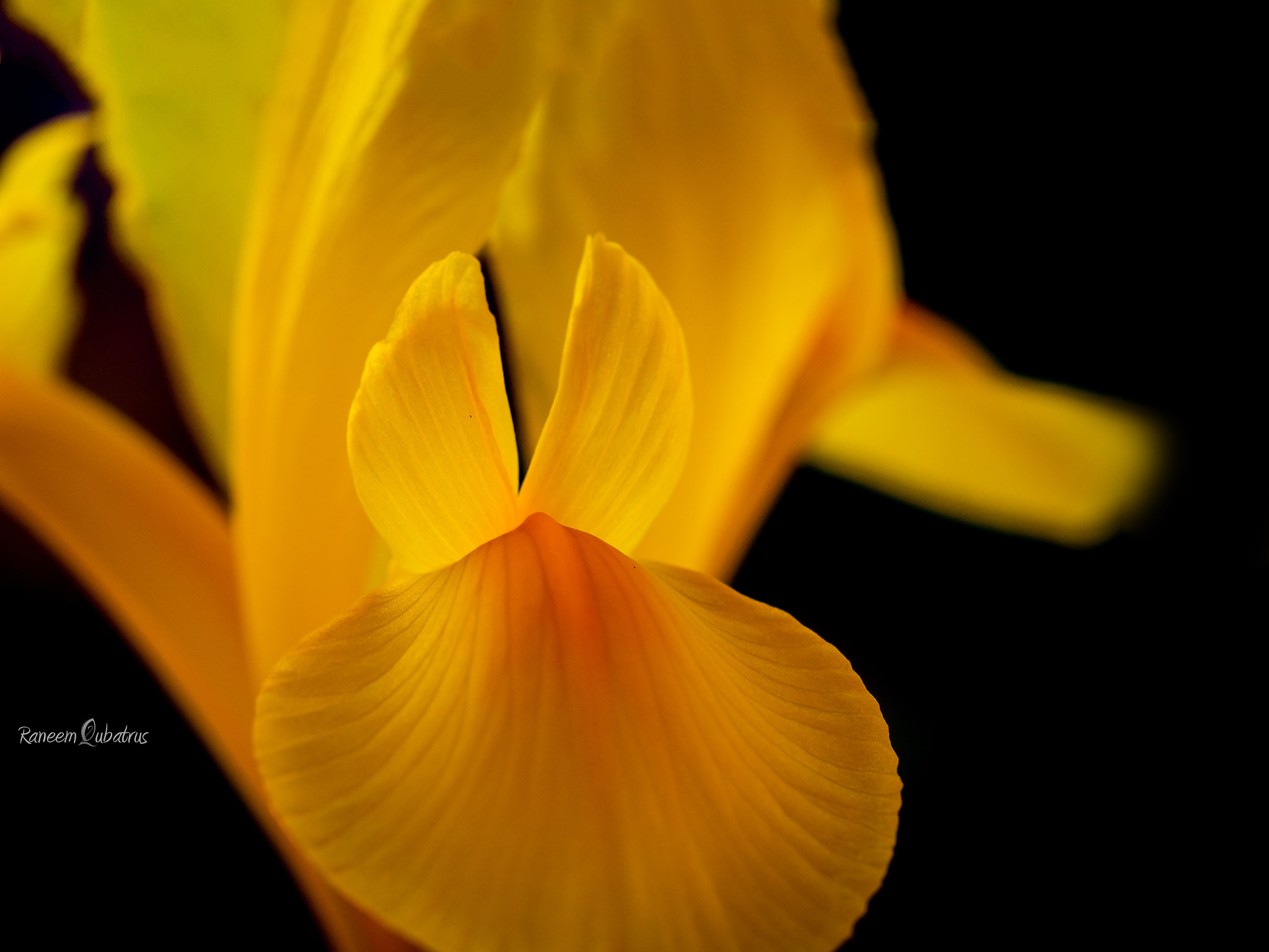 Olympus PEN E-PL5 + Olympus M.Zuiko Digital ED 60mm F2.8 Macro sample photo. Yellow iris flower photography