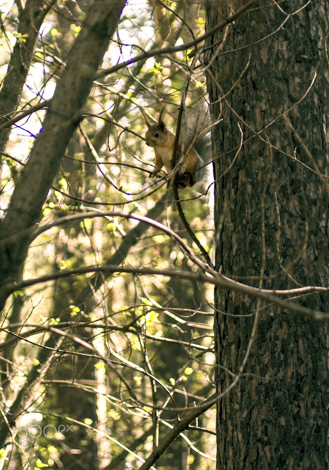 Canon EF 50mm F2.5 Macro sample photo. Squirrel photography