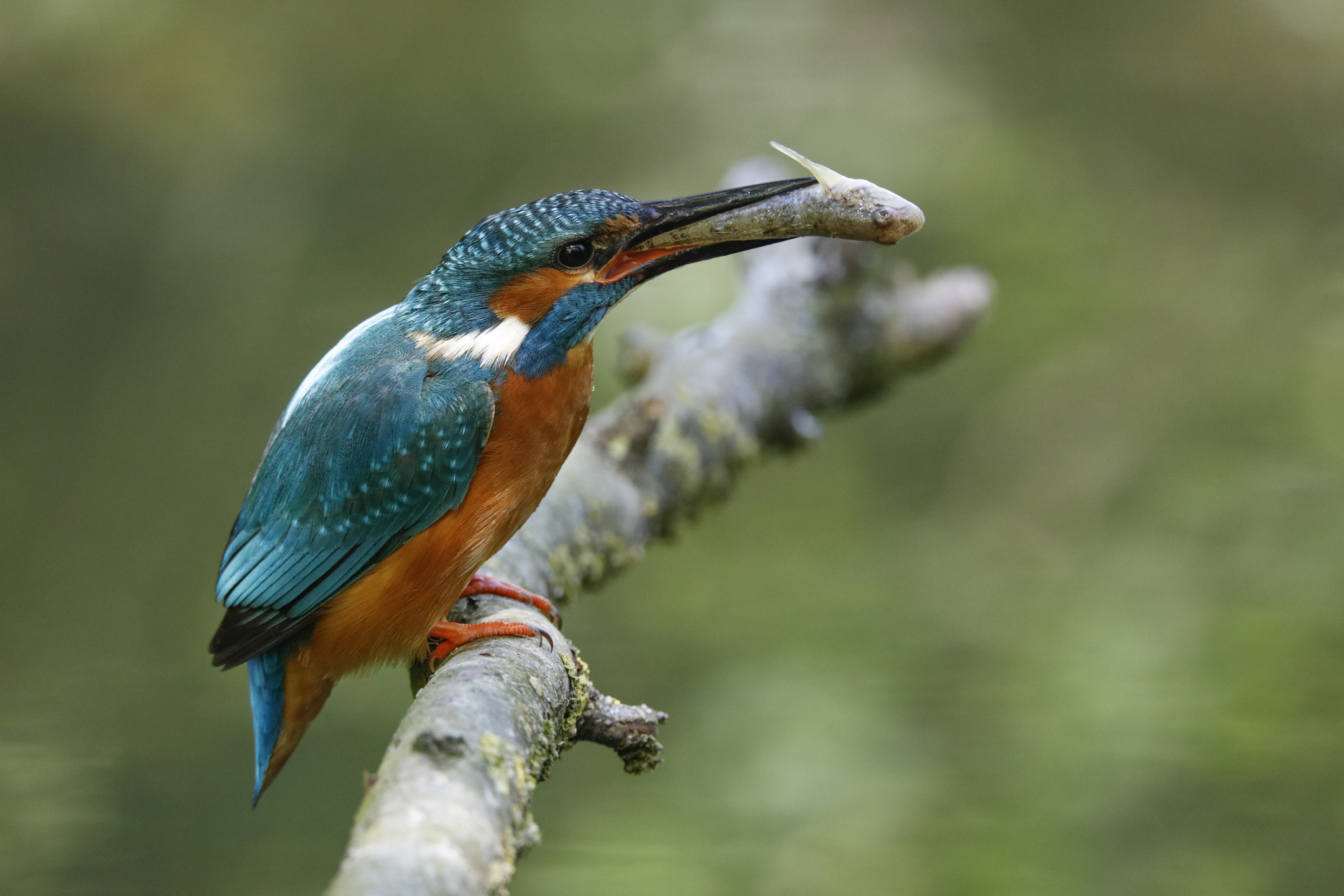 Canon EOS 5DS R + Sigma 150-600mm F5-6.3 DG OS HSM | C sample photo. Kingfisher photography