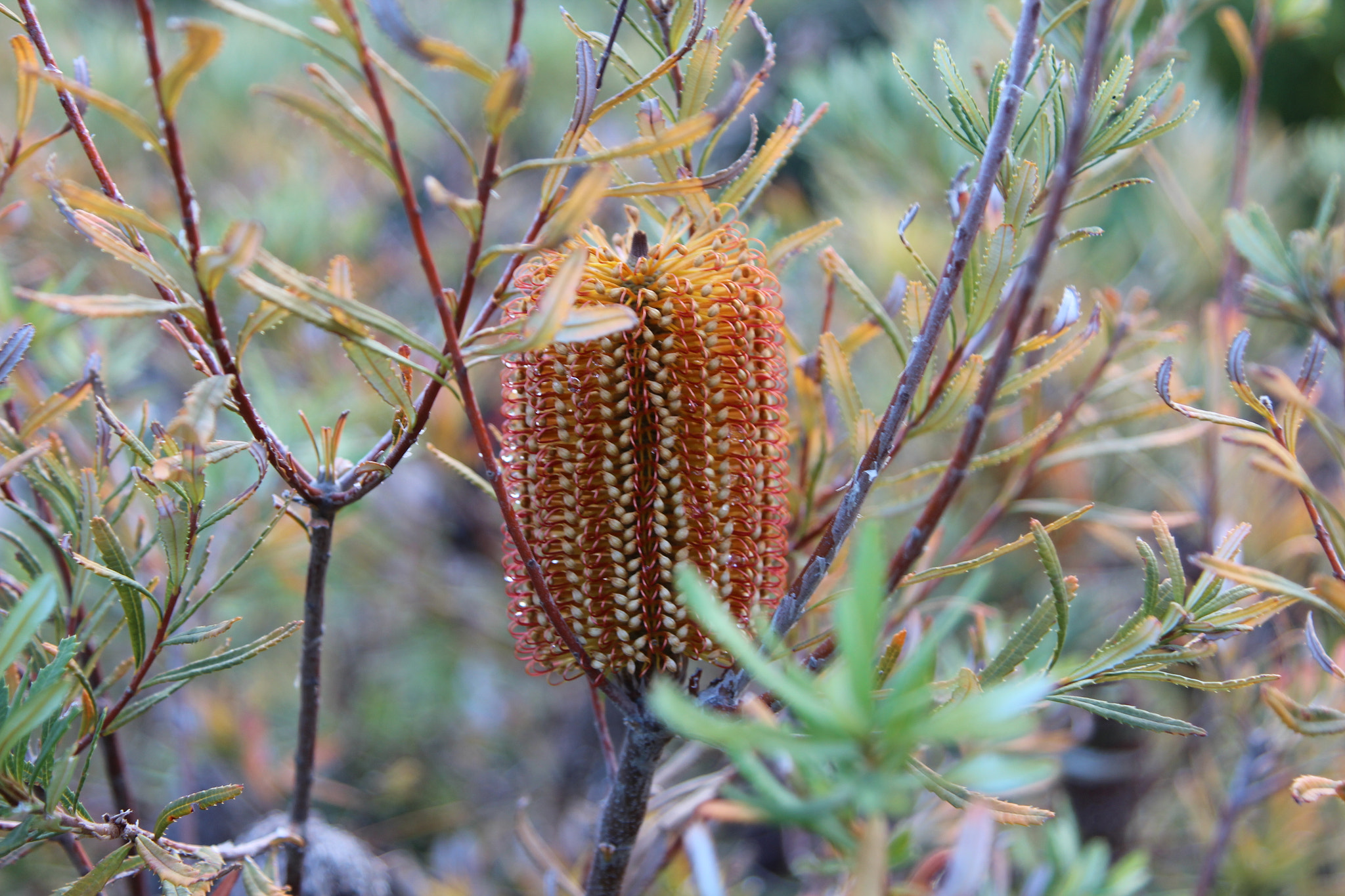 Canon EOS 600D (Rebel EOS T3i / EOS Kiss X5) sample photo. Bottlebrush photography