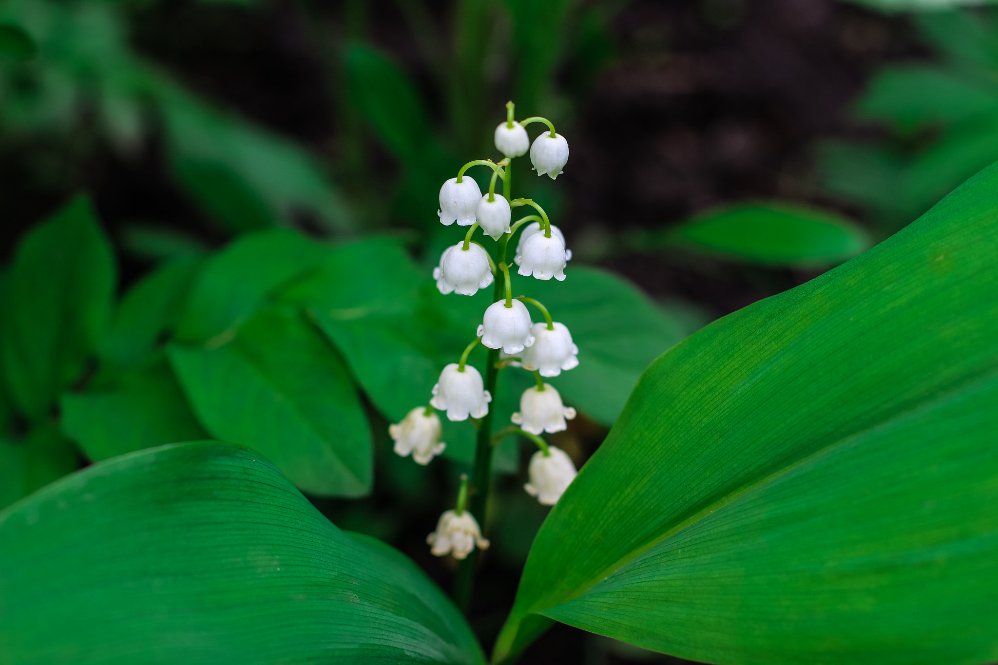 Canon EOS 700D (EOS Rebel T5i / EOS Kiss X7i) + Canon EF 50mm F1.4 USM sample photo. Lily of the valley photography