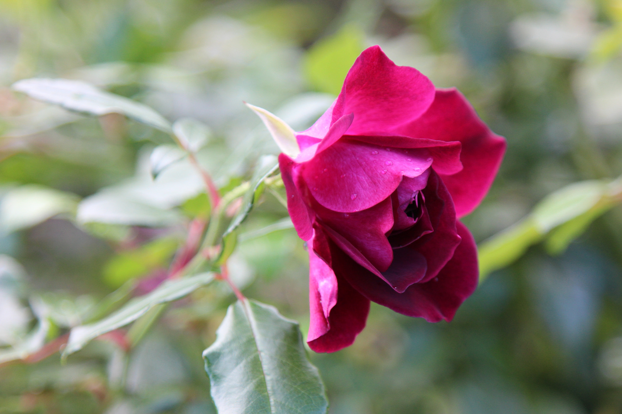Canon EOS 600D (Rebel EOS T3i / EOS Kiss X5) sample photo. Carpet rose photography