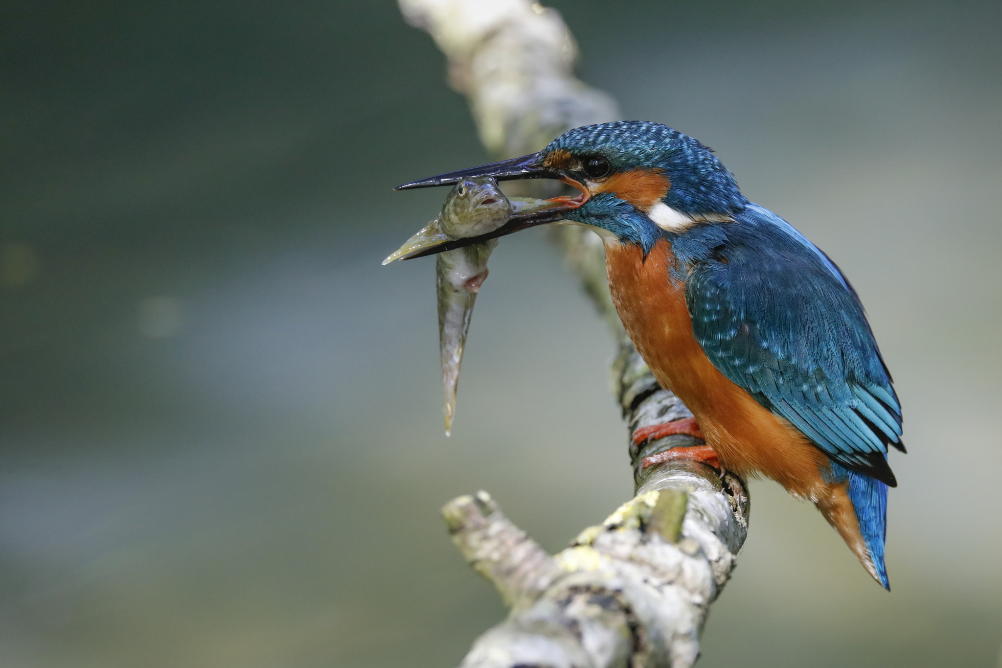 Sigma 150-600mm F5-6.3 DG OS HSM | C sample photo. Kingfisher photography
