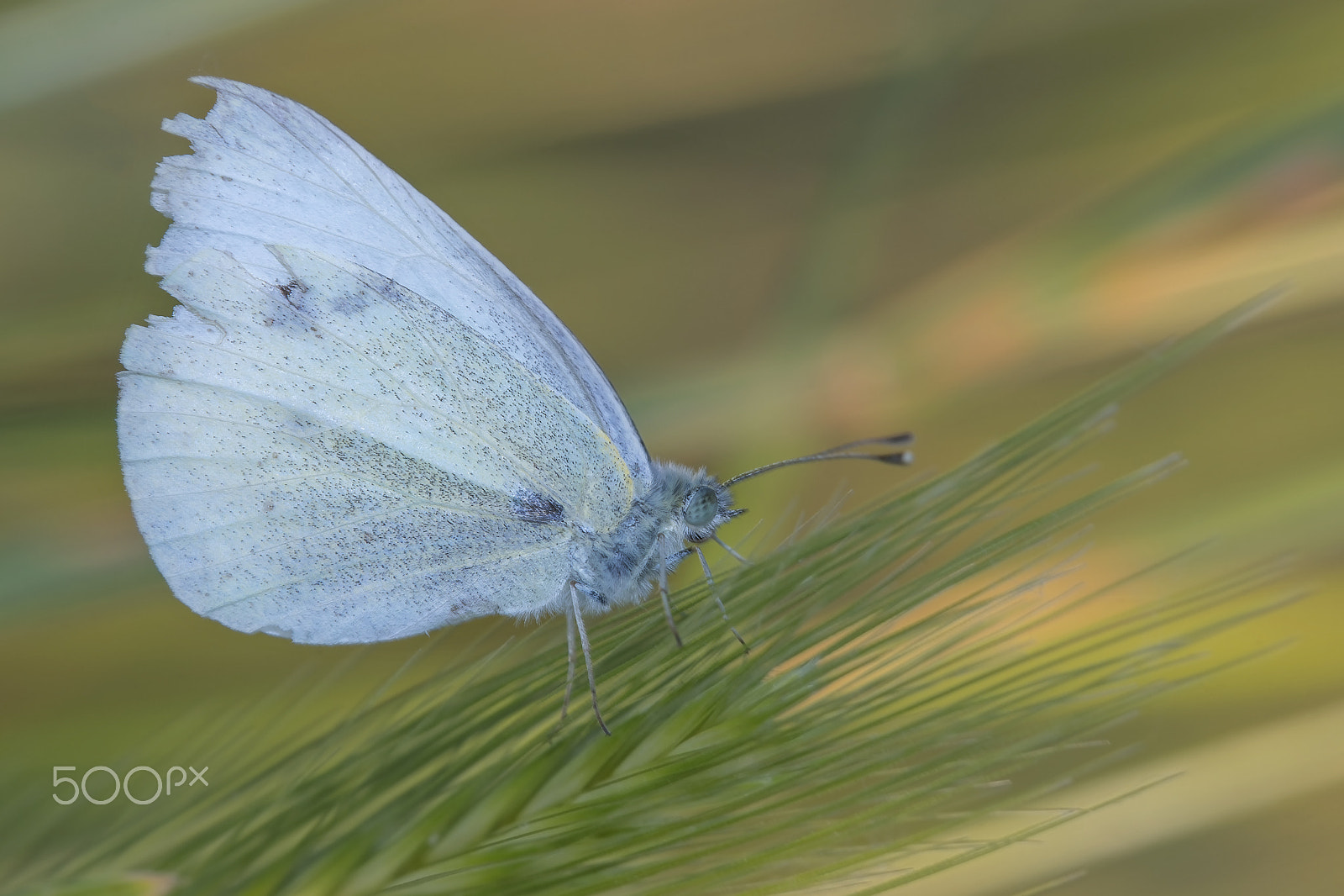 Tamron SP AF 180mm F3.5 Di LD (IF) Macro sample photo. Cavolaia photography