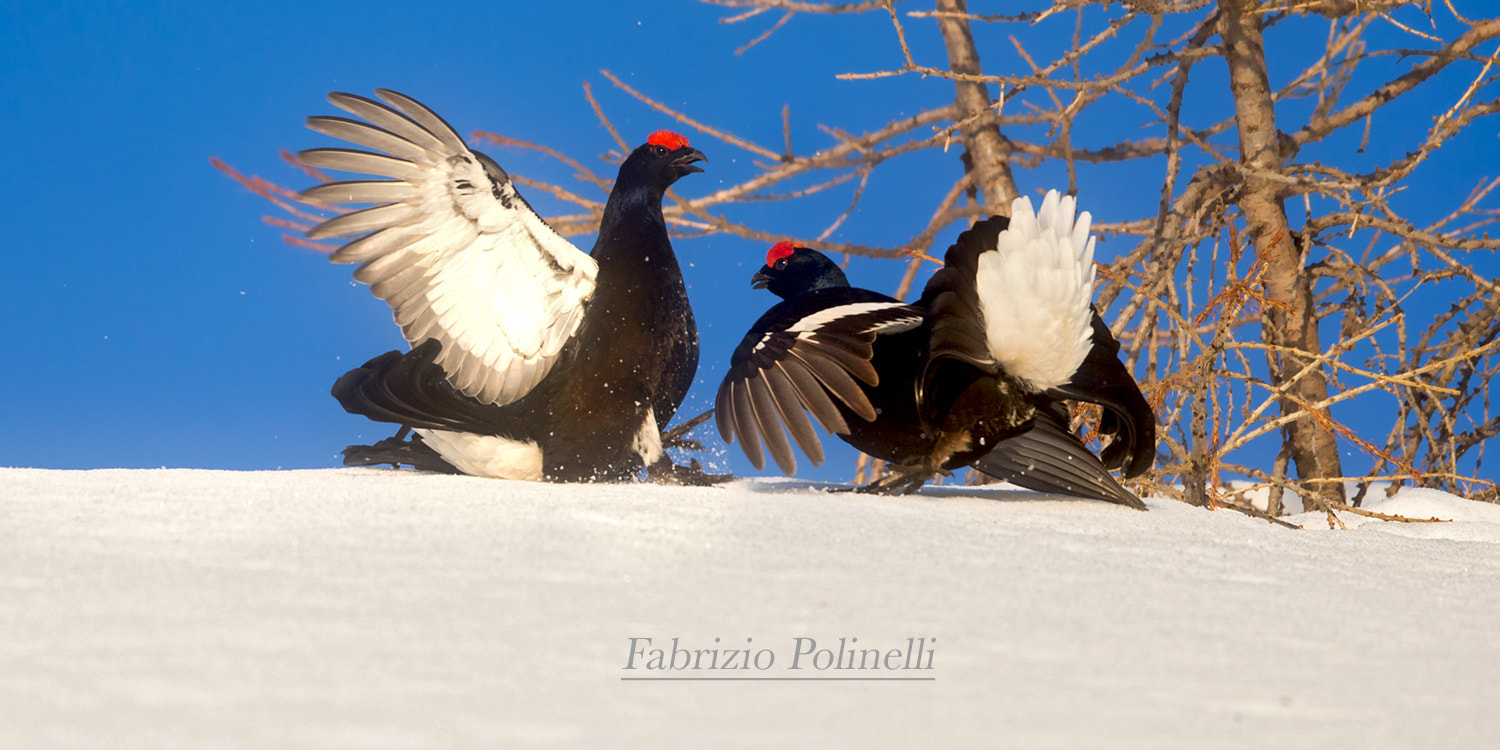 Canon EOS-1D X + Canon EF 500mm F4L IS II USM sample photo. Black grouse photography