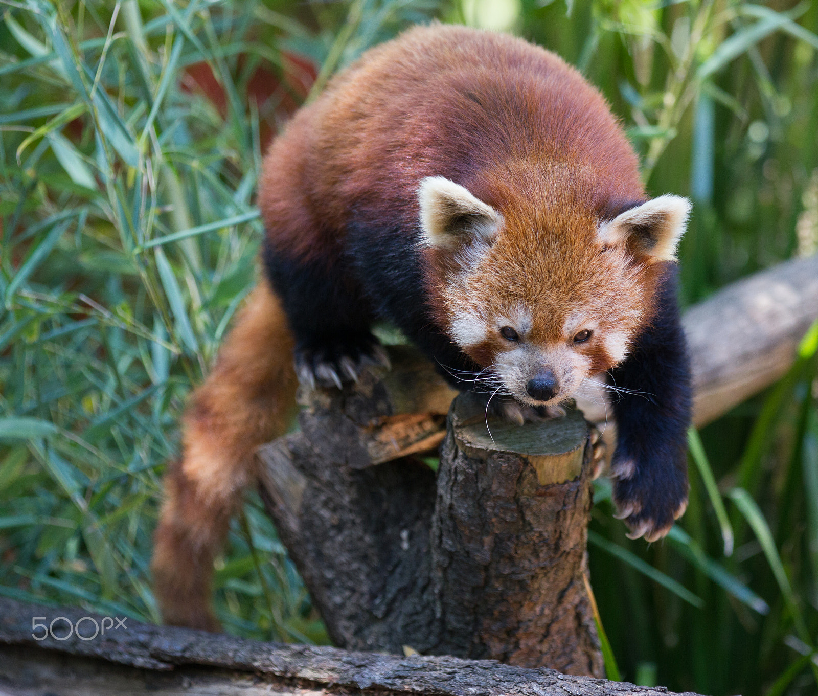Canon EOS 550D (EOS Rebel T2i / EOS Kiss X4) + Canon EF 70-200mm F2.8L IS II USM sample photo. Red panda photography