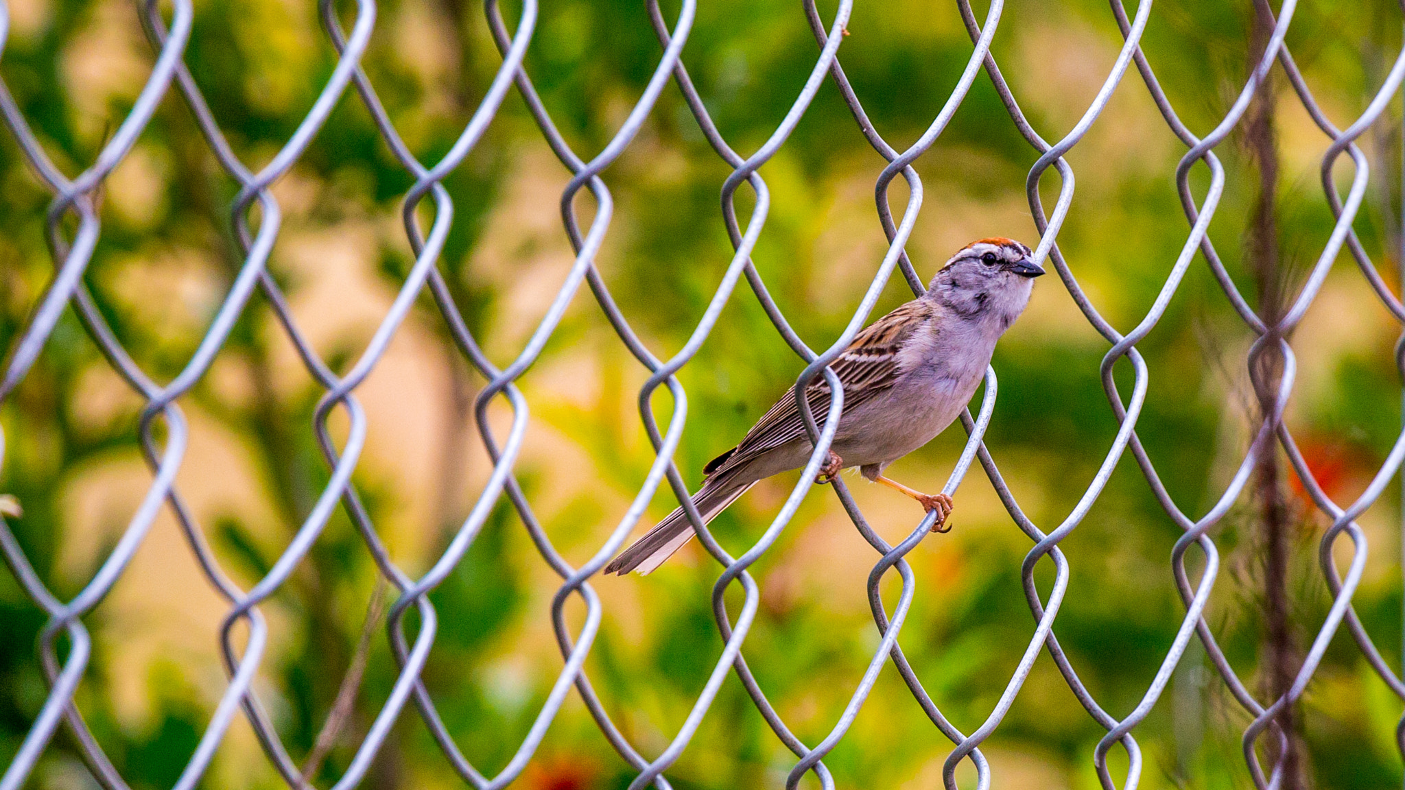 Canon EF 100-400mm F4.5-5.6L IS II USM sample photo. Sparrow photography