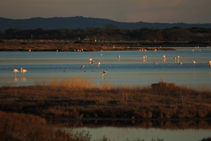 Sigma 70-300mm F4-5.6 APO DG Macro sample photo. Flamingos in diaccia botrona photography