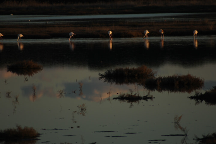 Sigma 70-300mm F4-5.6 APO DG Macro sample photo. Flamingos in diaccia botrona photography