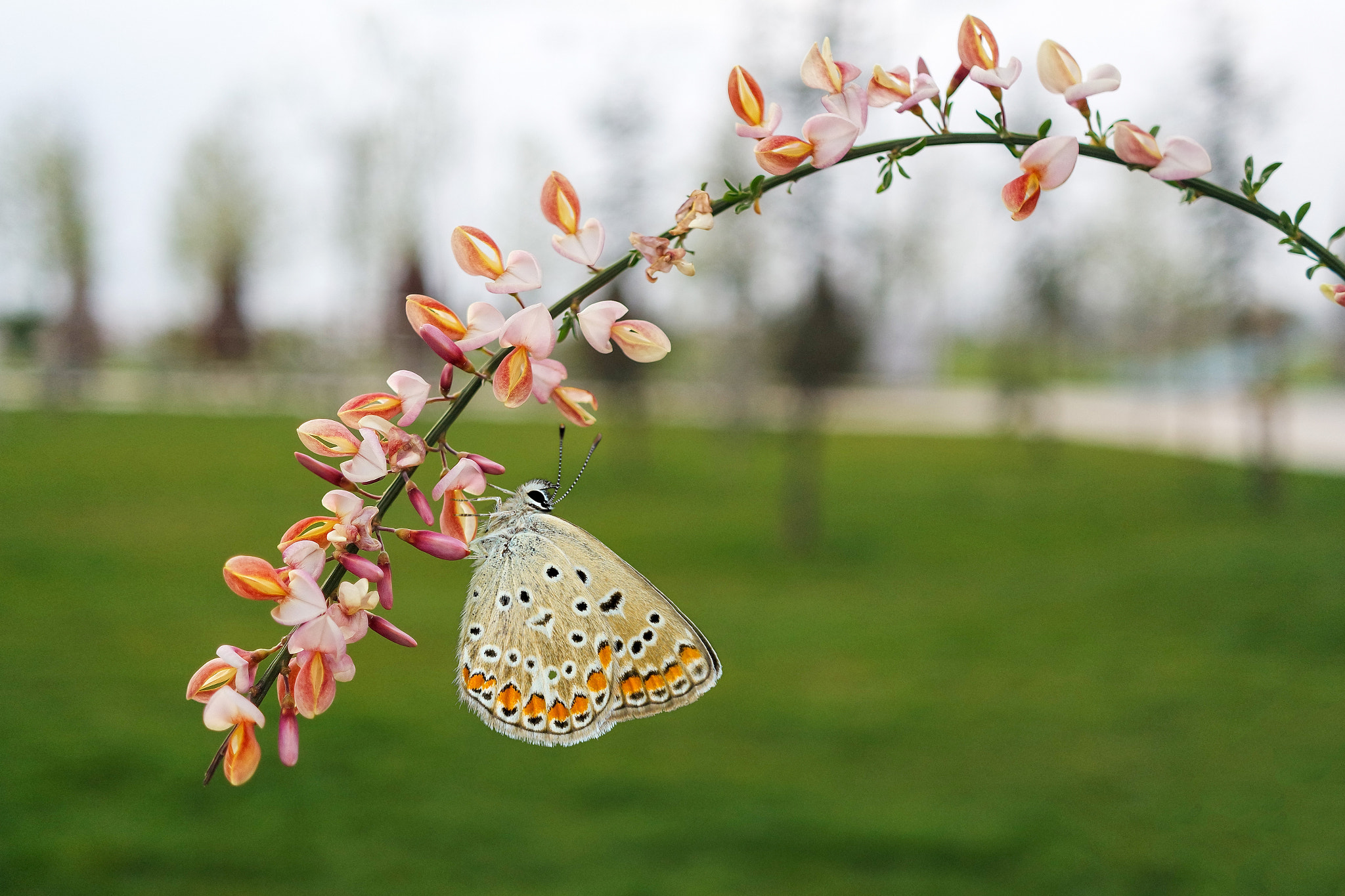 NX-M 17mm F1.8 sample photo. Butterfly effect photography