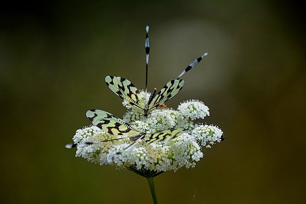Sigma 70-300mm F4-5.6 APO Macro Super II sample photo. Nemoptera sinuata – uçurtma böceği photography
