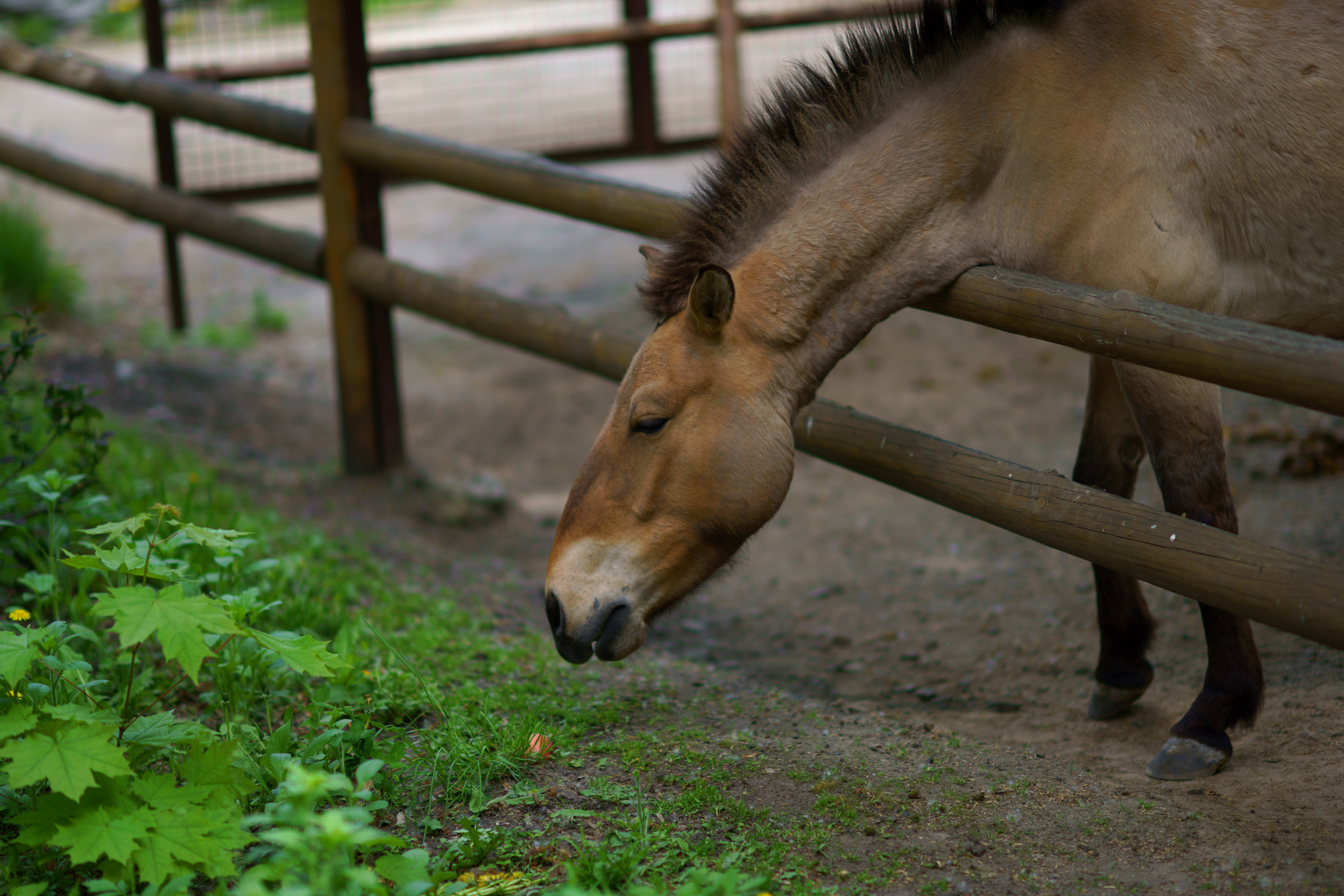 Sony a7R II + Sony Planar T* 85mm F1.4 ZA sample photo. Horse. ukraine. kiev. zoo. photography