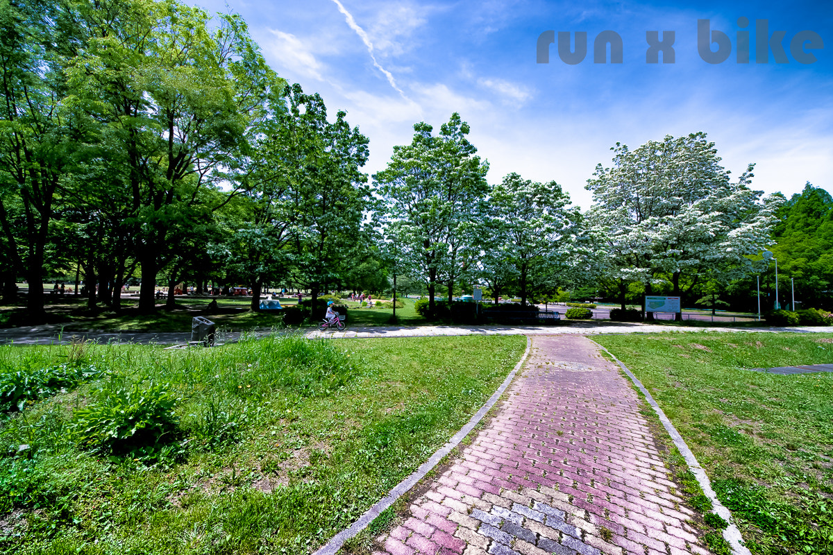 Sigma 8-16mm F4.5-5.6 DC HSM sample photo. Early summer in a park photography